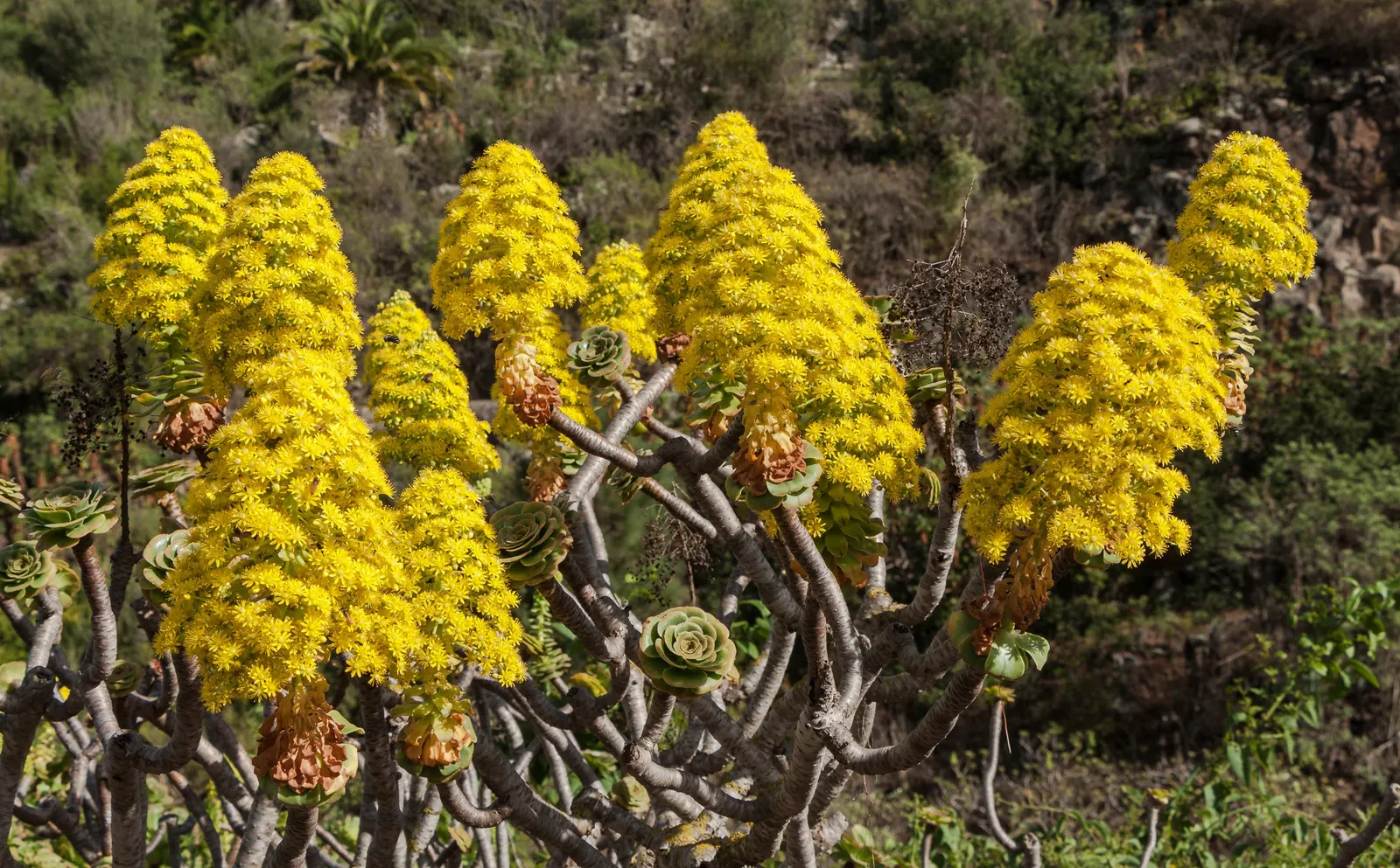 Parasol Aeonium (Aeonium Arboreum) — occasionally tinged with bronze or red edges