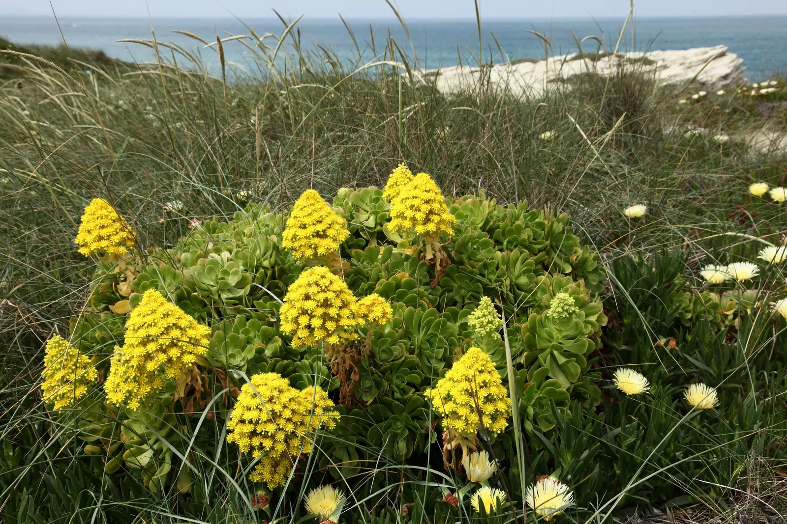 Parasol Aeonium (Aeonium Arboreum) — which makes it an ideal choice for water-wise landscaping or xeriscaping