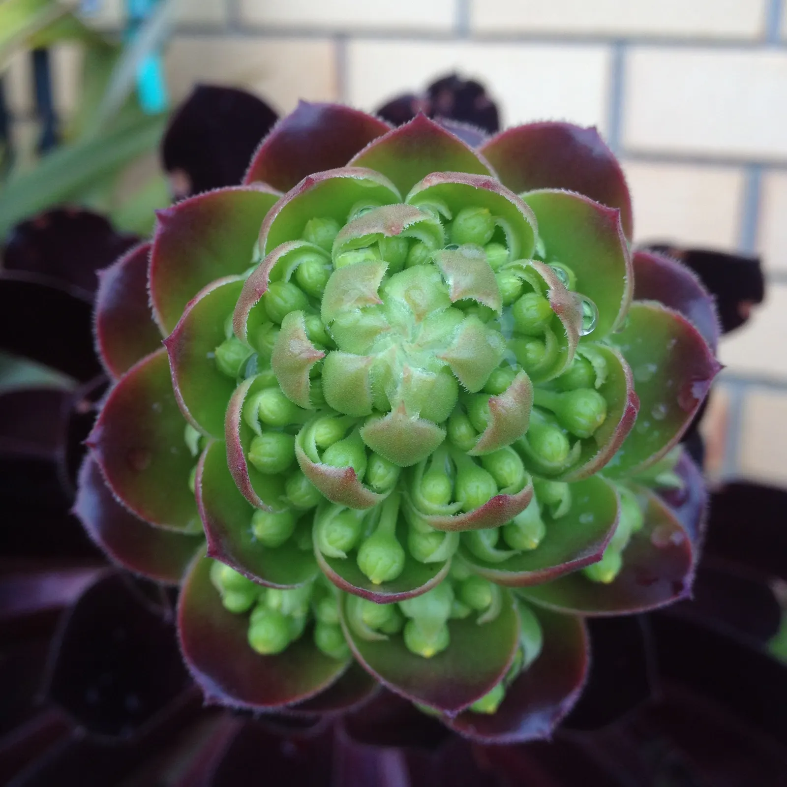 Parasol Aeonium (Aeonium Arboreum) — It prefers well-draining soil and can tolerate drought, requiring minimal care; the Parasol Aeonium prefers, image 59