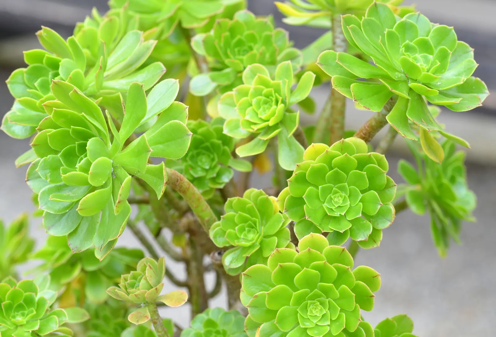 Parasol Aeonium (Aeonium Arboreum) — especially when grown in full sun