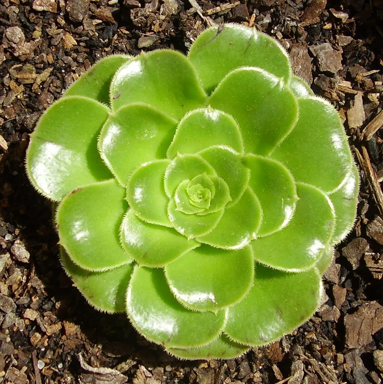 Parasol Aeonium (Aeonium Arboreum) — this plant features rosettes of fleshy; just be wary of heavy frost, as this plant is sensitive to extreme cold
