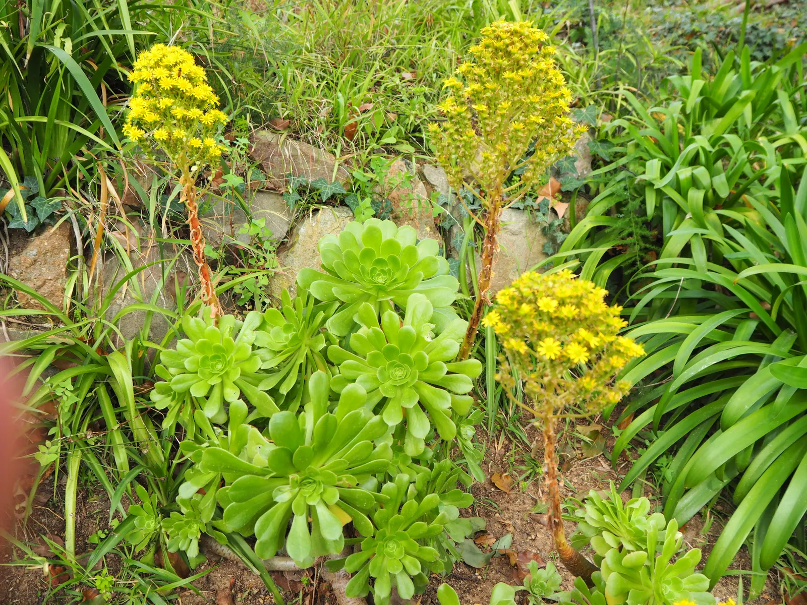 Parasol Aeonium (Aeonium Arboreum) — the Aeonium arboreum offers a low-maintenance and year-round interest; its yellow blooms in late winter to spring offer a