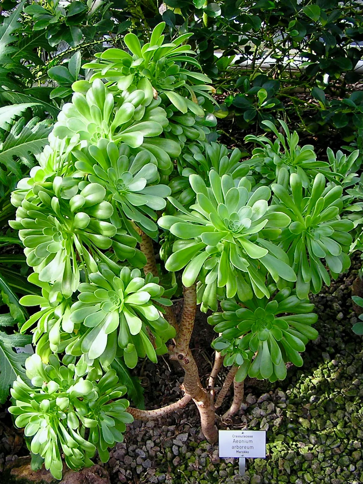 Parasol Aeonium (Aeonium Arboreum) — is a striking succulent featuring rosettes of waxy; its yellow blooms in late winter to spring offer a vibrant contrast