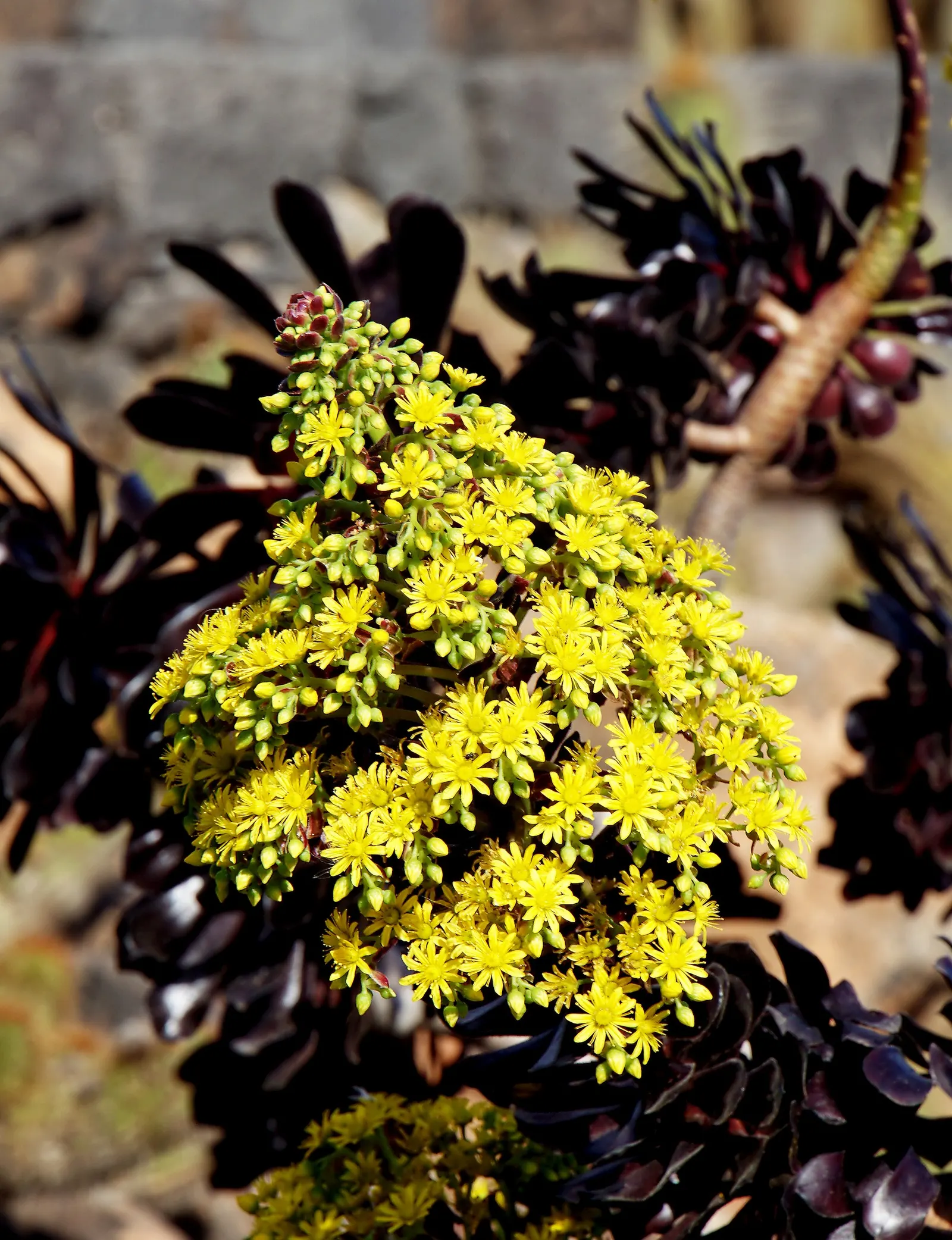 Parasol Aeonium (Aeonium Arboreum) — thus supporting local biodiversity.<br><br>Hardy in USDA zones 9 through 11; its yellow blooms in late winter, image 73