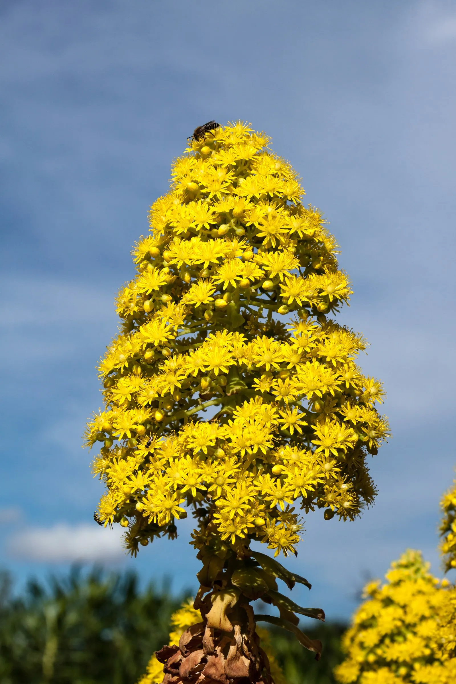 Parasol Aeonium (Aeonium Arboreum) — Just be wary of heavy frost, as this plant is sensitive to extreme cold; its yellow blooms in late winter to spring offer