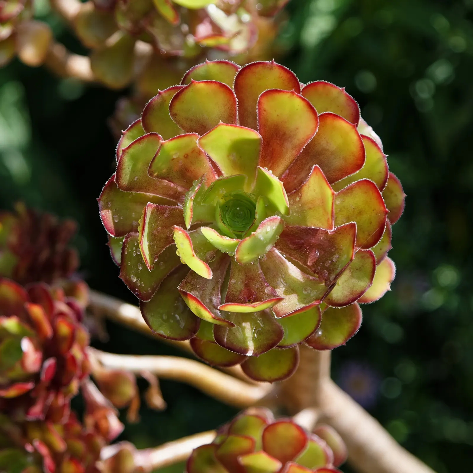 Parasol Aeonium (Aeonium Arboreum) — or in mixed succulent beds to provide both height and distinctive form; just be wary of heavy frost, as this plant is