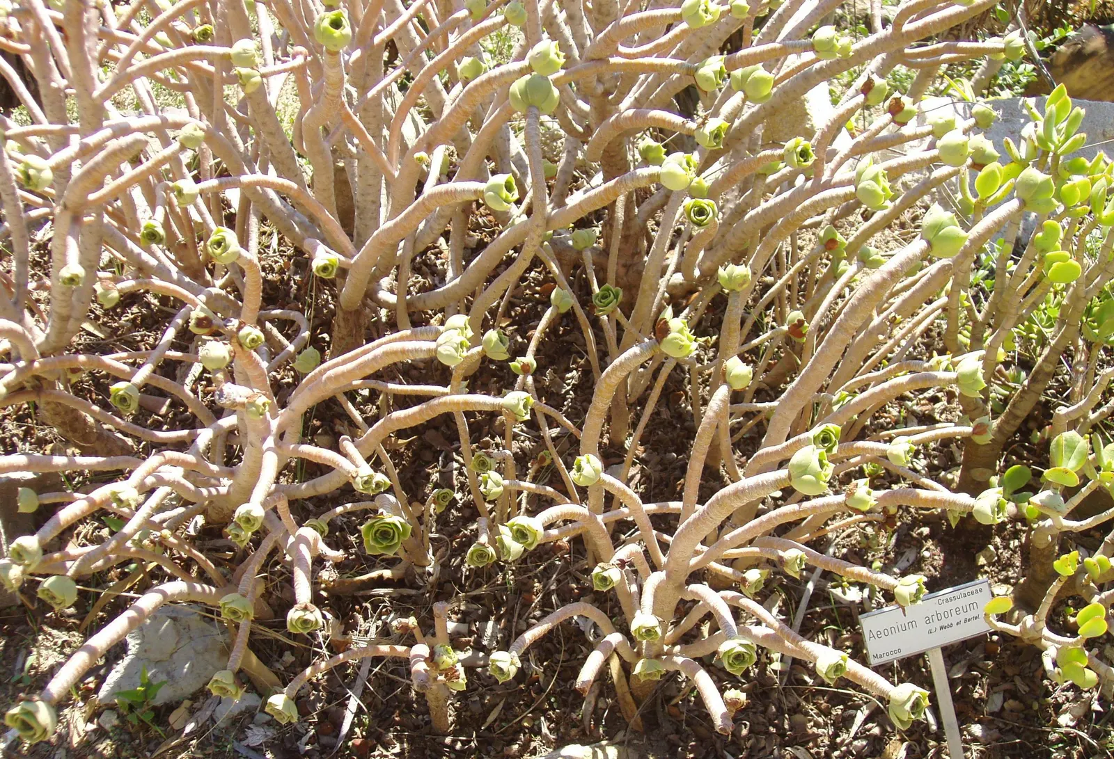 Parasol Aeonium (Aeonium Arboreum) — especially when grown in full sun; just be wary of heavy frost, as this plant is sensitive to extreme cold, image 68