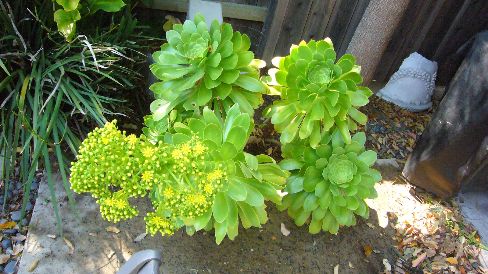 Parasol Aeonium (Aeonium Arboreum) — the Parasol Aeonium prefers well-drained soil and thrives in full to partial sunlight; occasionally tinged, image 74