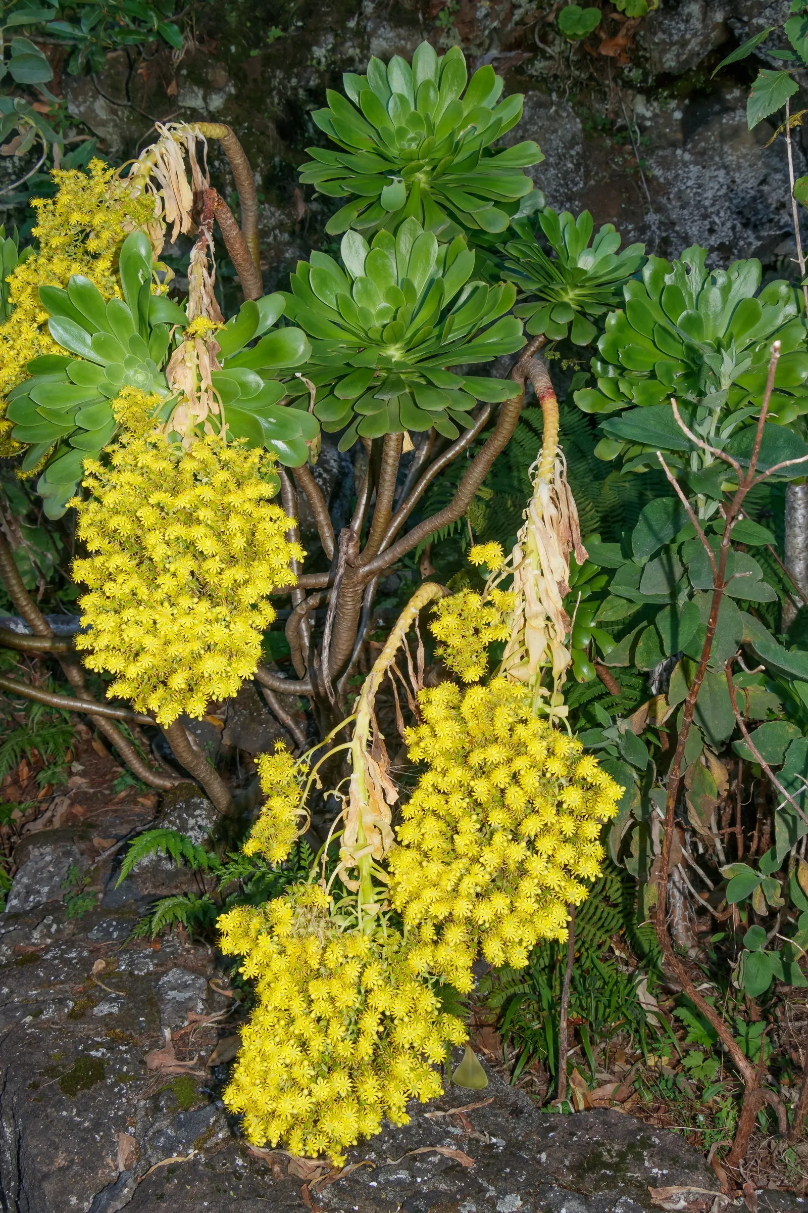 Parasol Aeonium (Aeonium Arboreum) — The leaves boast a deep green color