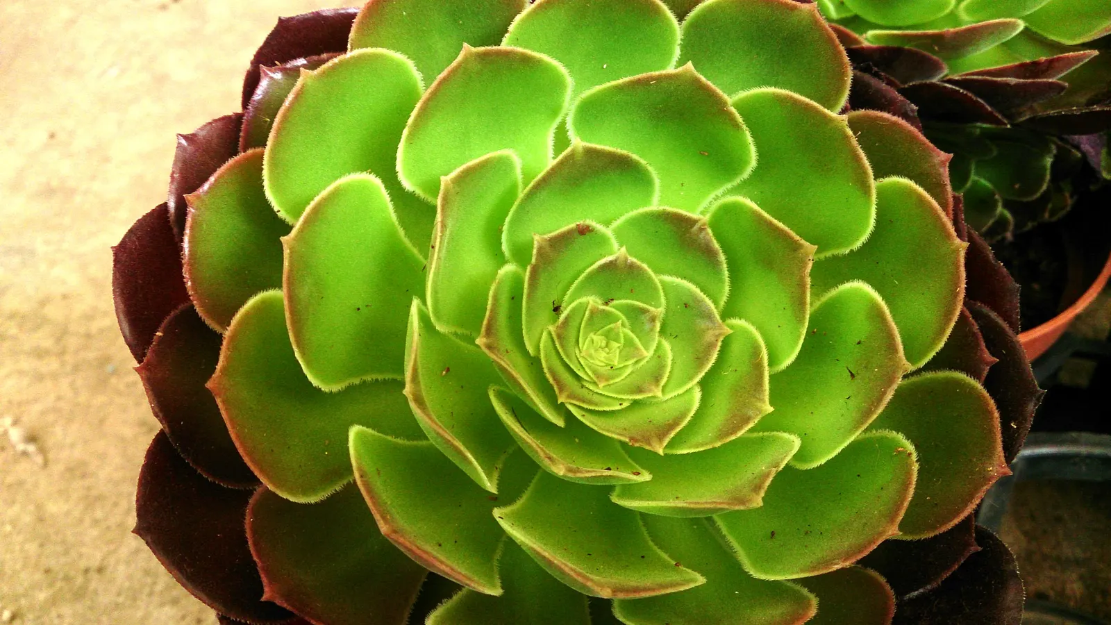 Parasol Aeonium (Aeonium Arboreum) — making it an eye-catching specimen in any xeriscape; its yellow blooms in late winter to spring offer a, image 89