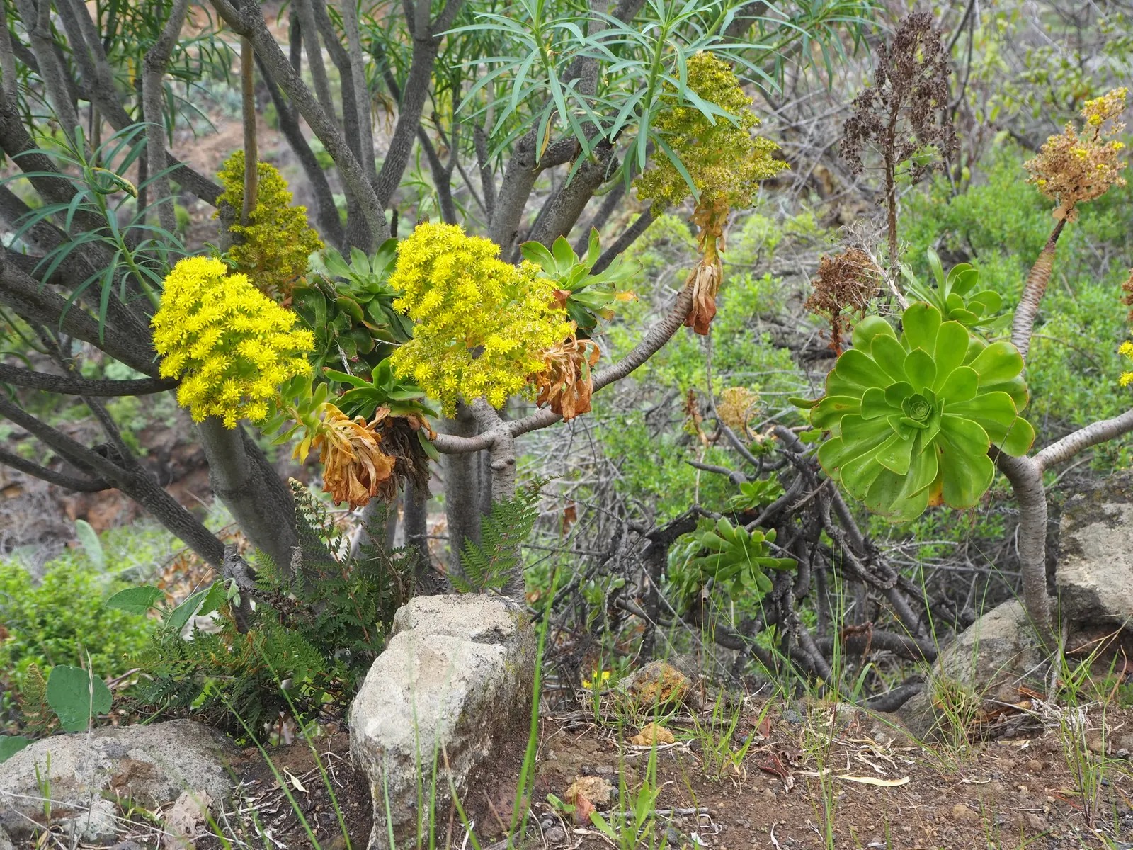 Parasol Aeonium (Aeonium Arboreum) — These blossoms are not only visually appealing but also attract pollinators like bees; just be wary of heavy frost, as