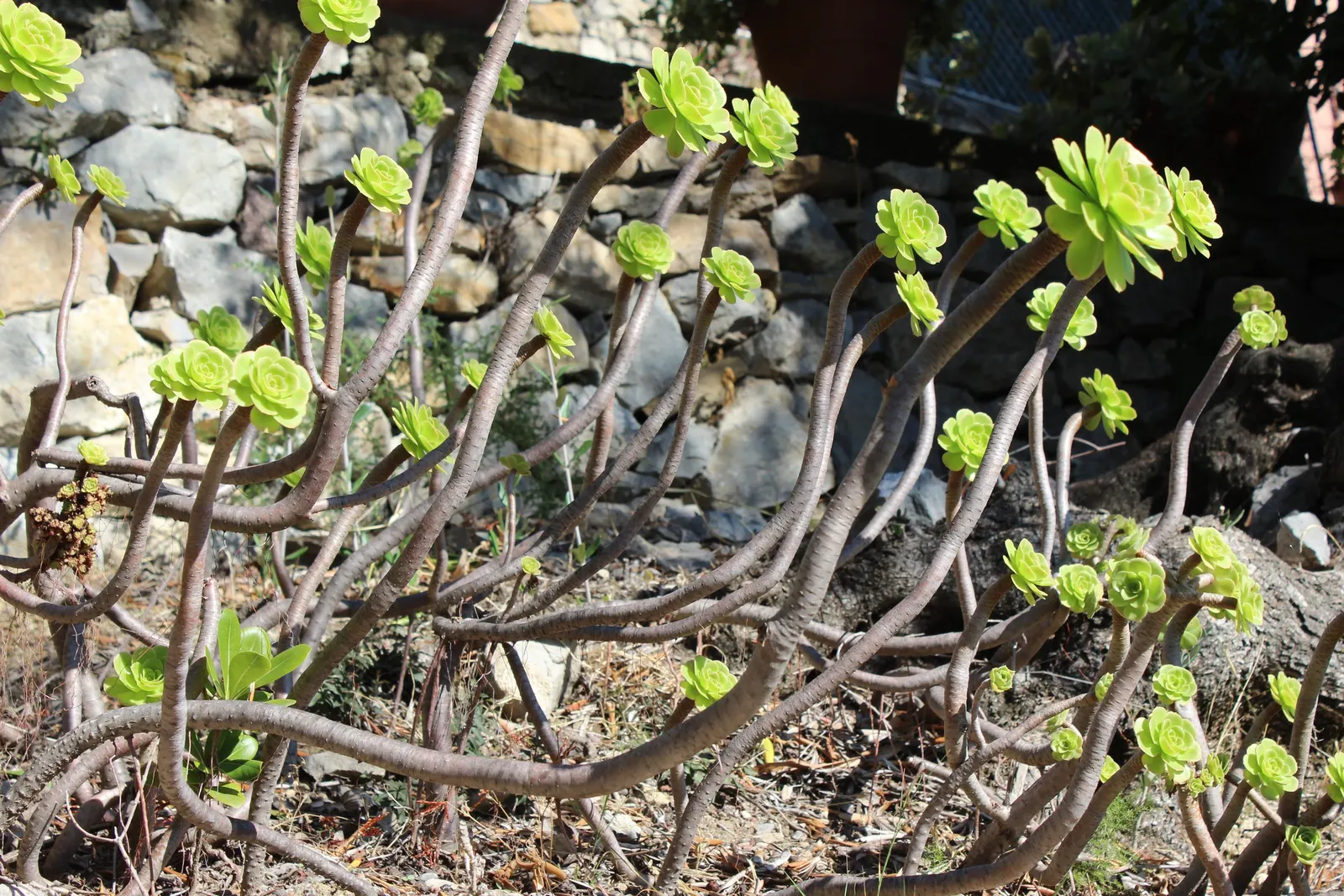Parasol Aeonium (Aeonium Arboreum) — this plant features rosettes of fleshy