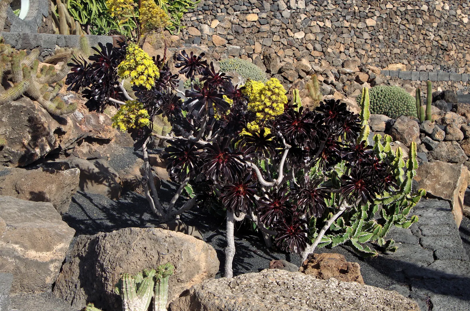 Parasol Aeonium (Aeonium Arboreum) — Just be wary of heavy frost, as this plant is sensitive to extreme cold; its yellow blooms in late winter to, image 81