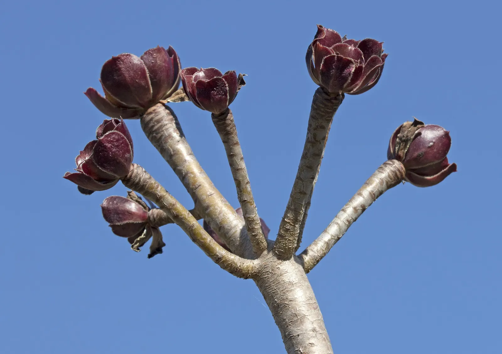 Parasol Aeonium (Aeonium Arboreum) — is a striking succulent that adds a sculptural element to any garden design; occasionally tinged with bronze, image 90
