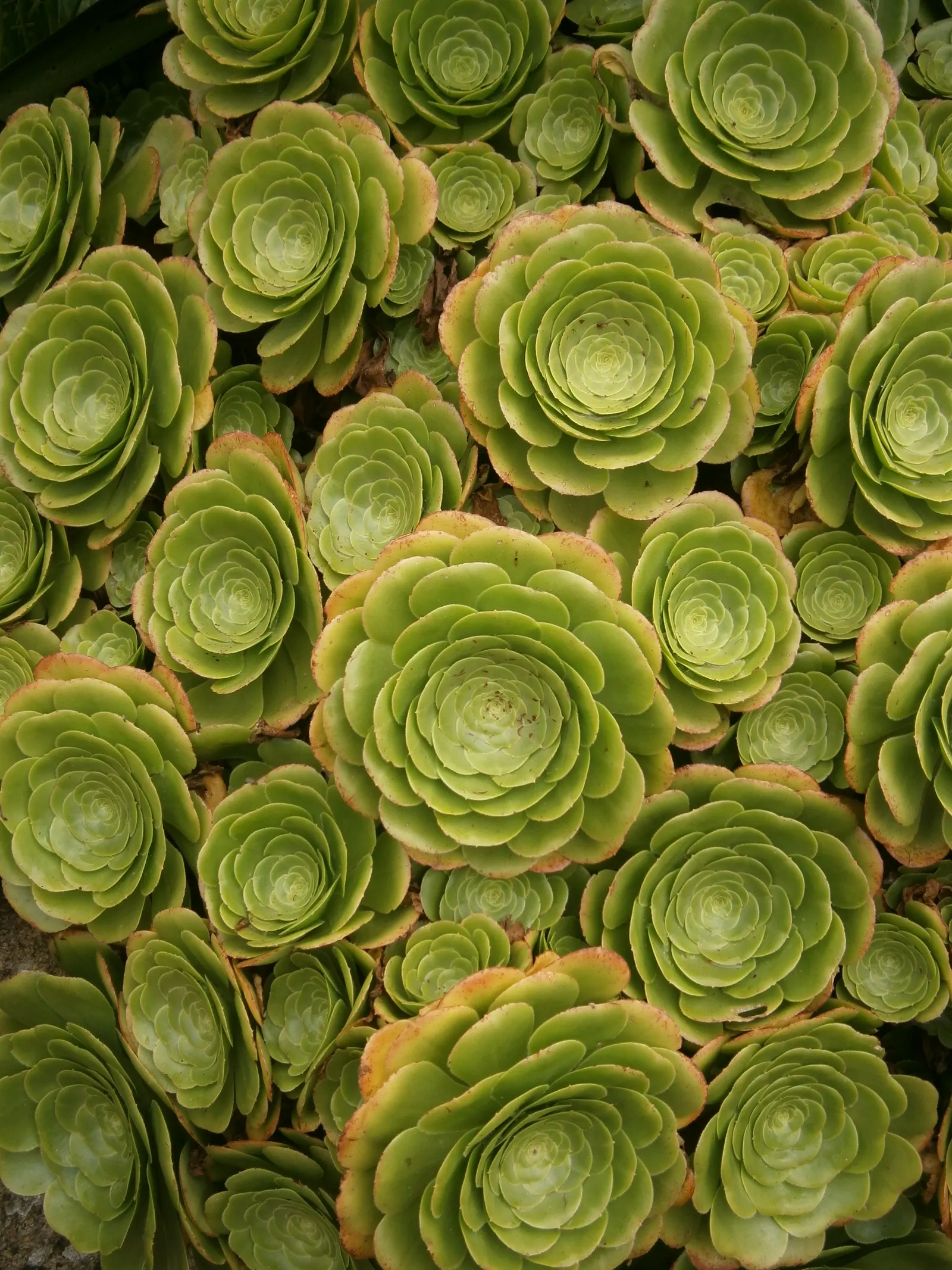 Parasol Aeonium (Aeonium Arboreum) — this plant features rosettes of fleshy; just be wary of heavy frost, as this plant is sensitive to extreme cold, image 64