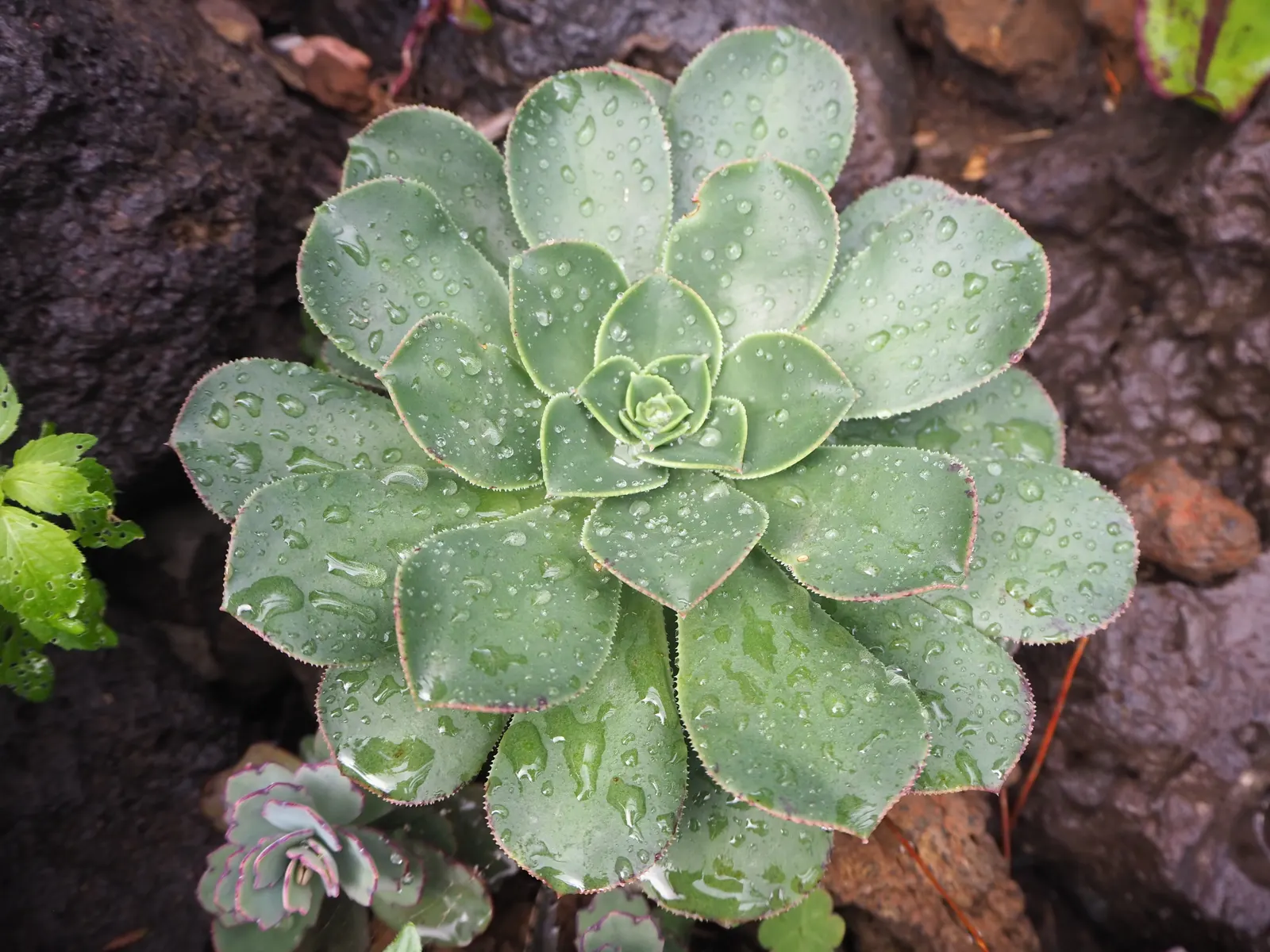 Parasol Aeonium (Aeonium Arboreum) — or in mixed succulent beds to provide both height and distinctive form