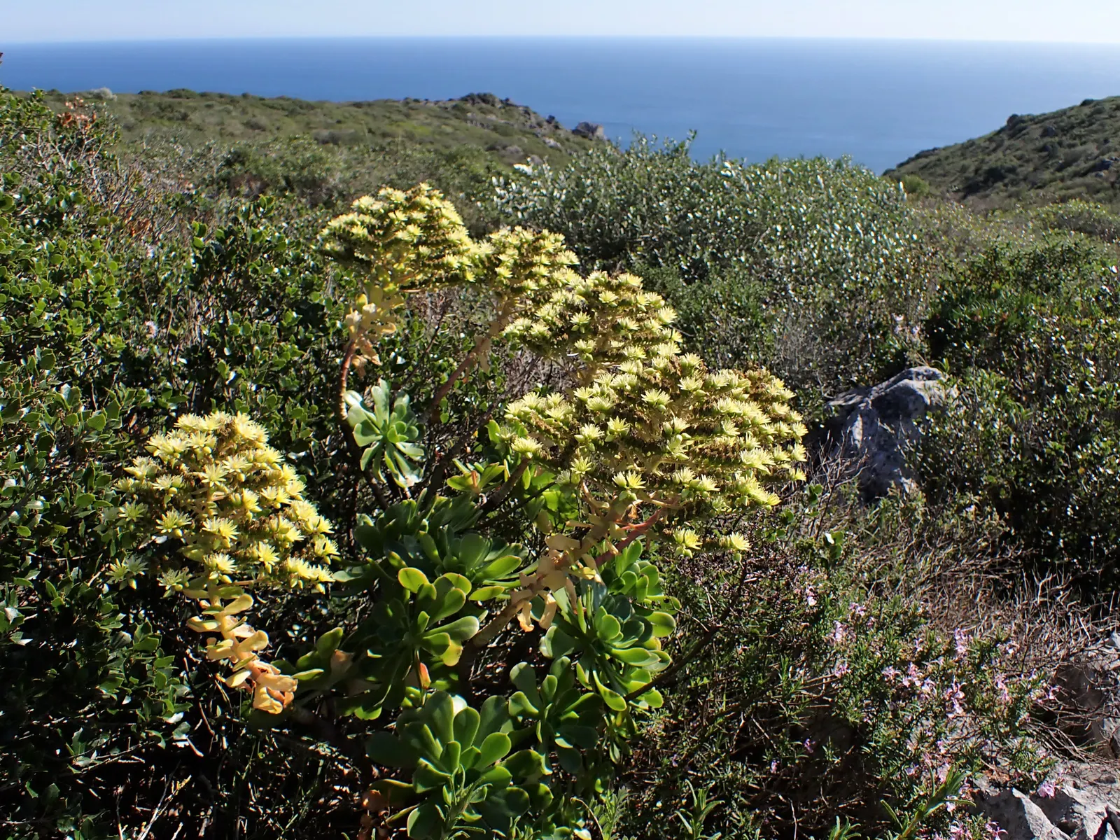 Parasol Aeonium (Aeonium Arboreum) — the Aeonium arboreum offers a low-maintenance and year-round interest