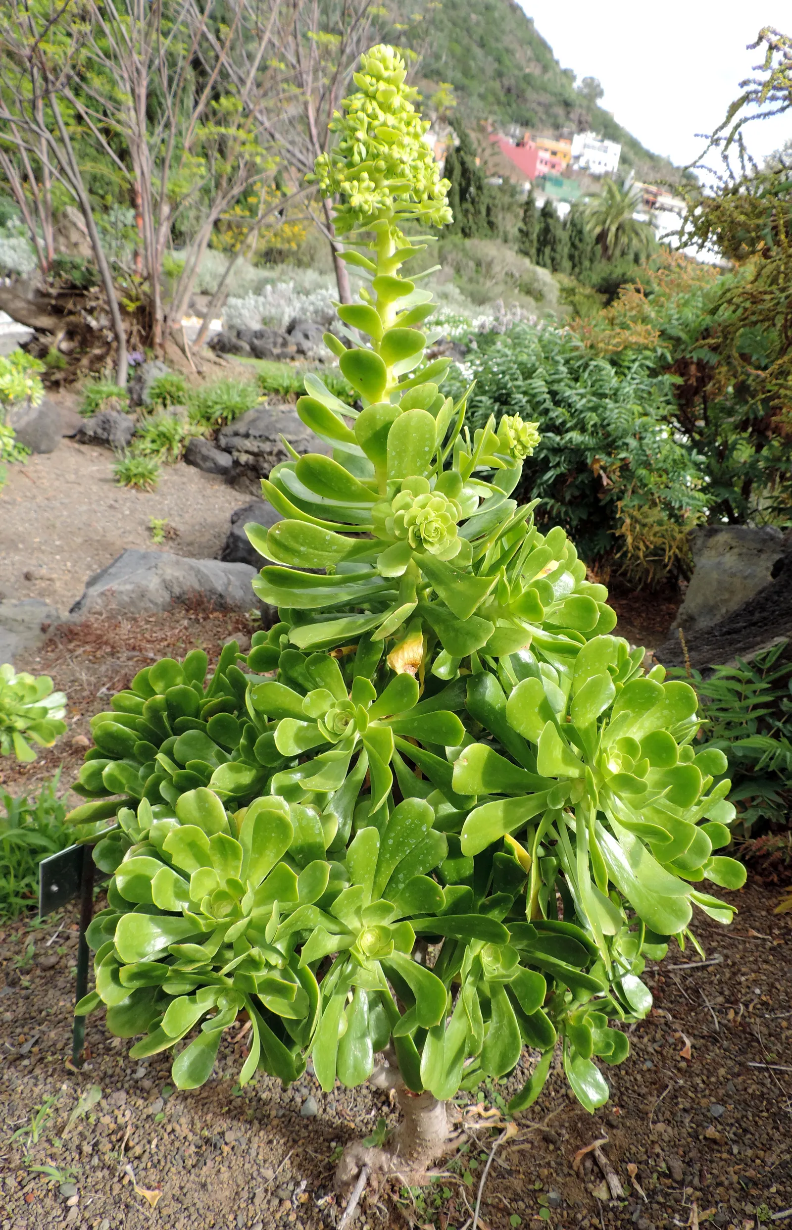 Parasol Aeonium (Aeonium Arboreum) — making it an eye-catching specimen in any xeriscape; its yellow blooms in late winter to spring offer a, image 61