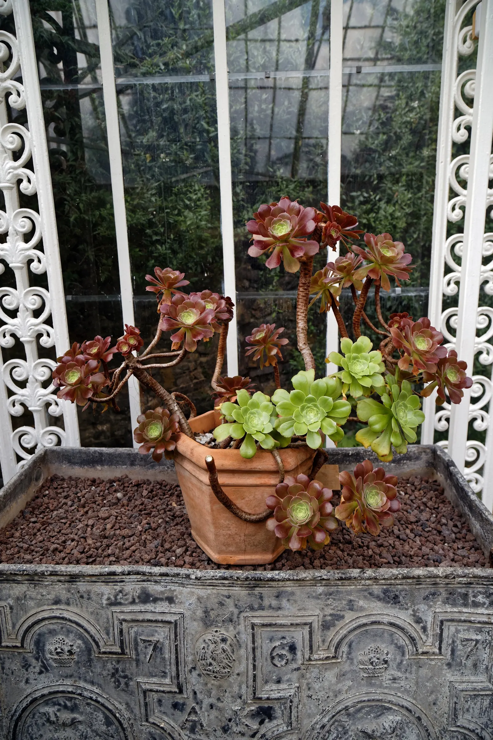 Parasol Aeonium (Aeonium Arboreum) — spoon-shaped leaves that can span up to 8 inches across; its yellow blooms in late winter to spring offer a vibrant