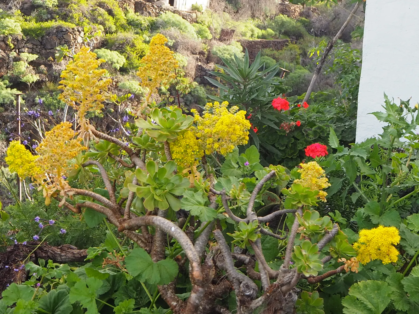 Parasol Aeonium (Aeonium Arboreum) — the Aeonium arboreum produces pyramidal clusters of bright yellow flowers that rise above the foliage; occasionally tinged