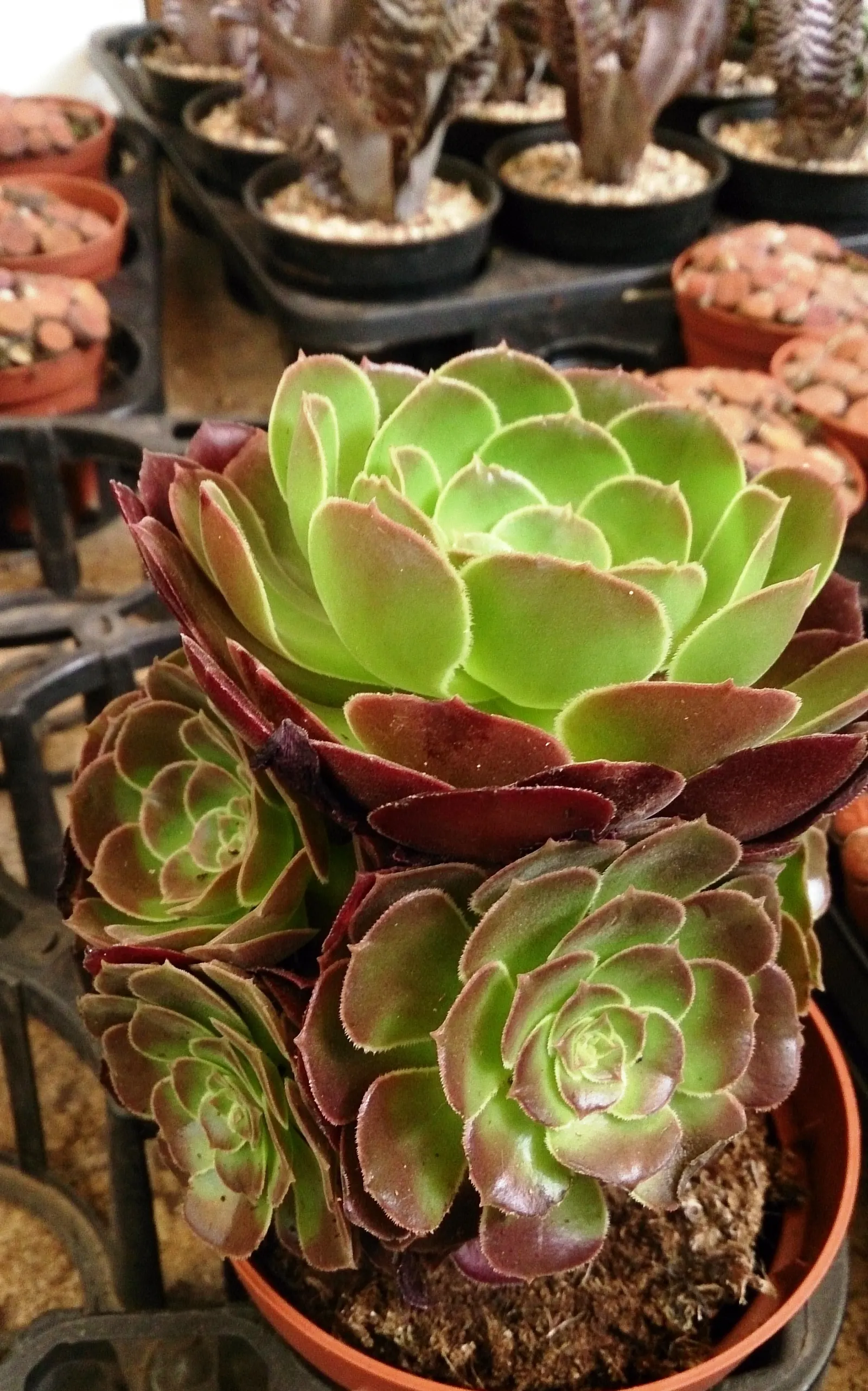 Parasol Aeonium (Aeonium Arboreum) — It prefers well-draining soil and can tolerate drought, requiring minimal care; the Parasol Aeonium prefers well-drained