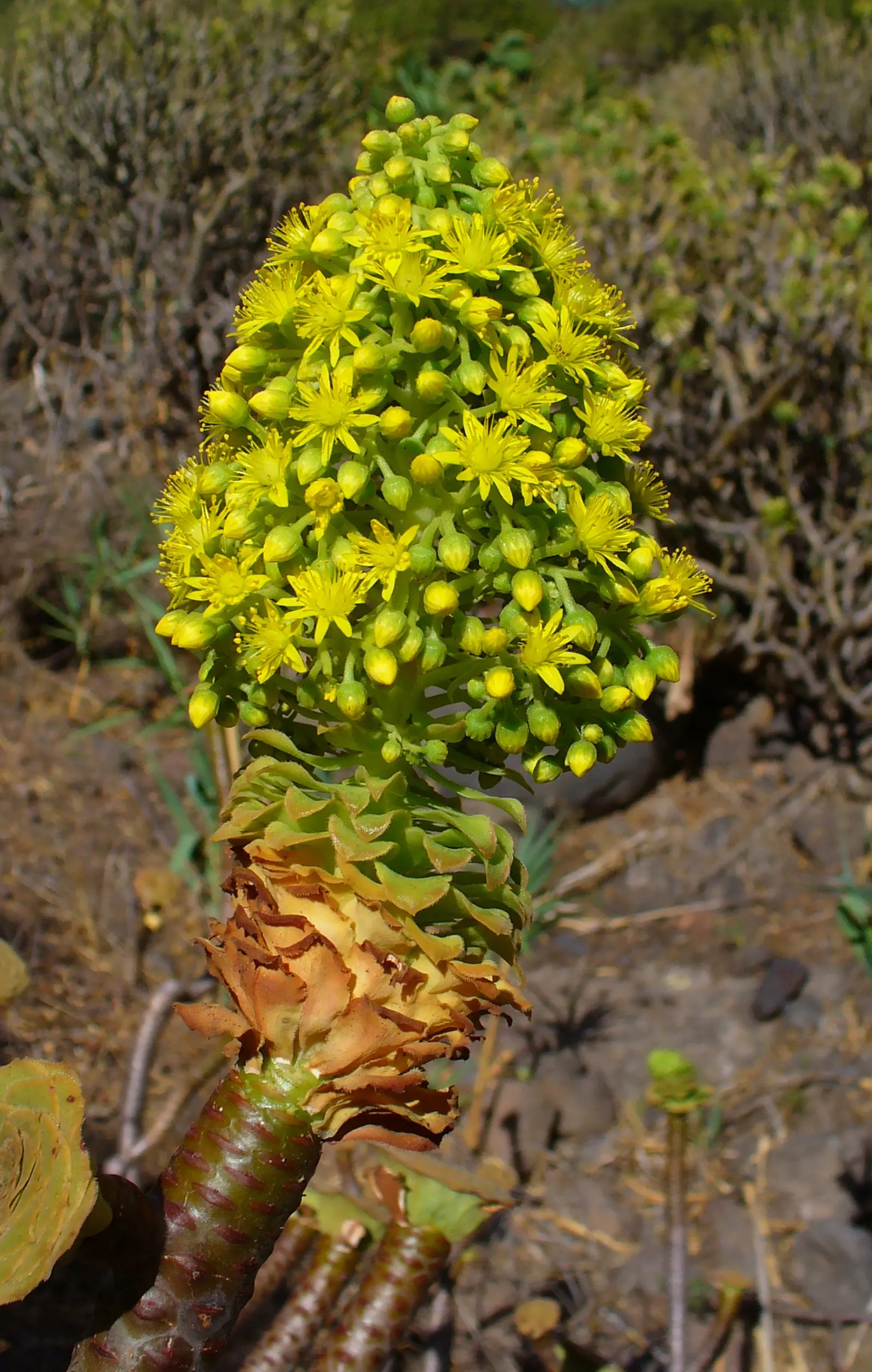 Parasol Aeonium (Aeonium Arboreum) — creating a vibrant display; the Parasol Aeonium prefers well-drained soil and thrives in full to partial, image 71
