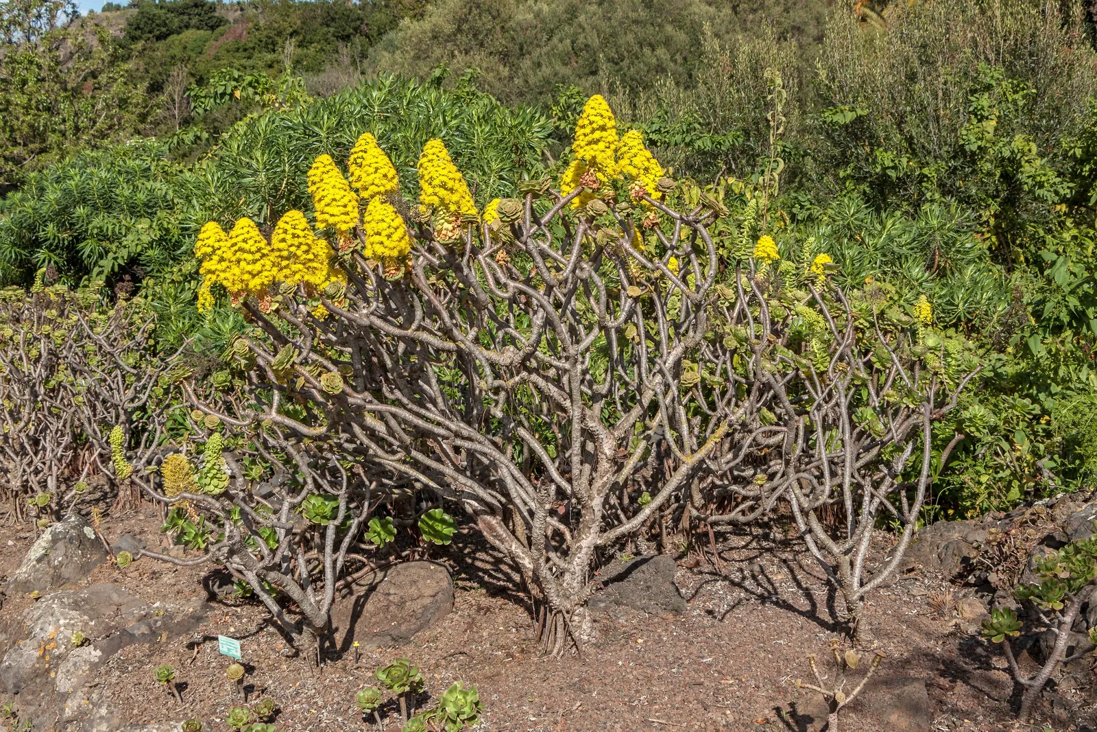 Parasol Aeonium (Aeonium Arboreum) — The leaves boast a deep green color; occasionally tinged with bronze or red edges, image 66