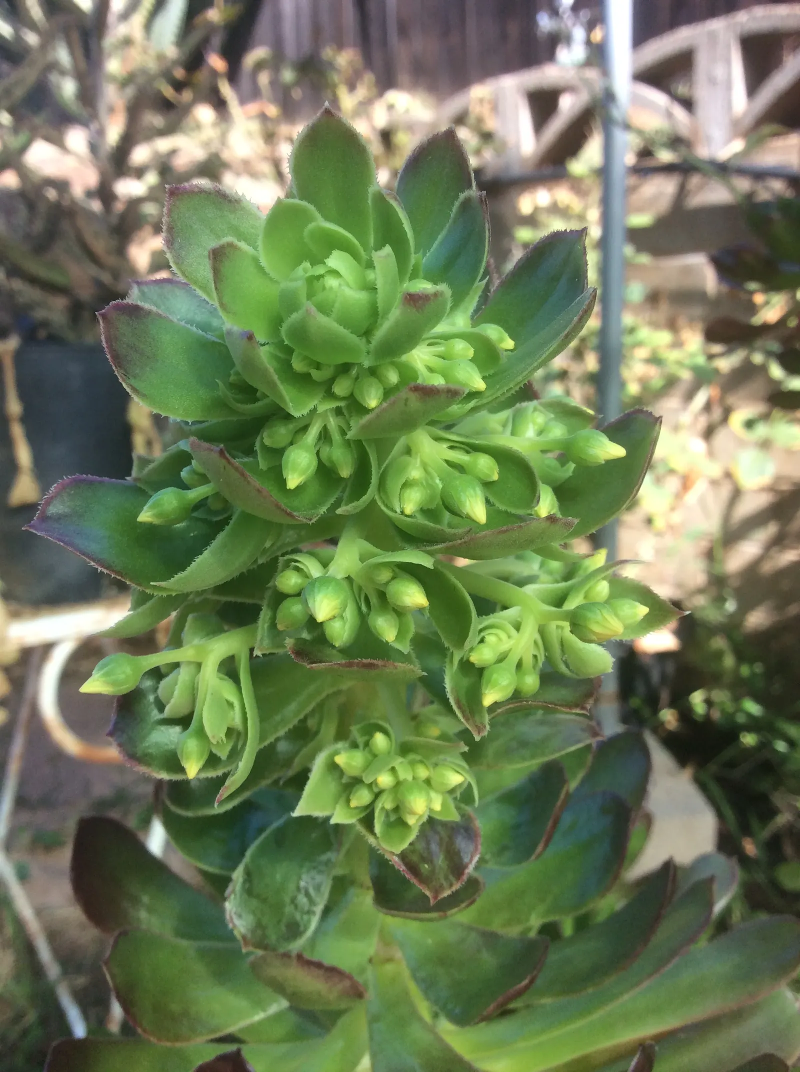 Parasol Aeonium (Aeonium Arboreum) — is a striking succulent that adds a sculptural element to any garden design; occasionally tinged with bronze or red edges