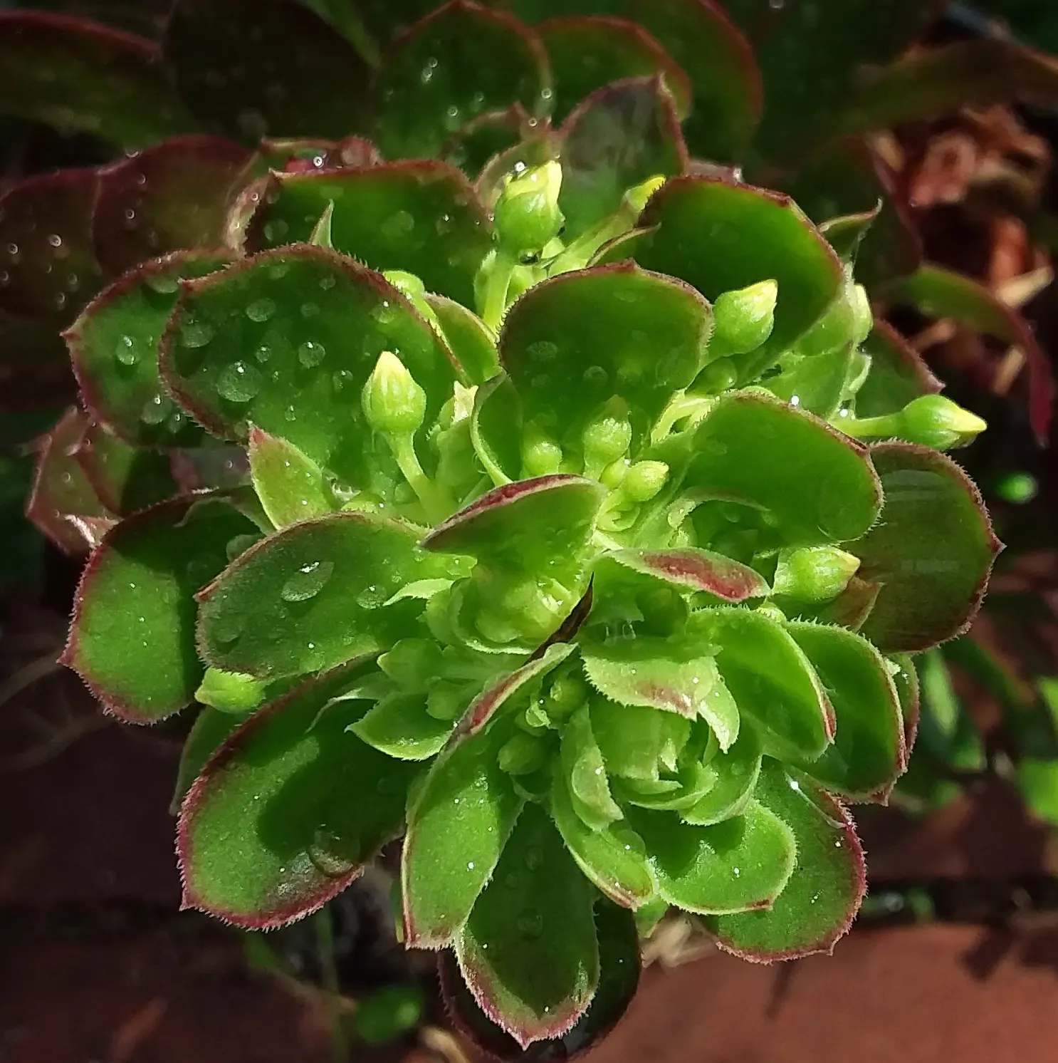 Parasol Aeonium (Aeonium Arboreum) — is a striking succulent featuring rosettes of waxy