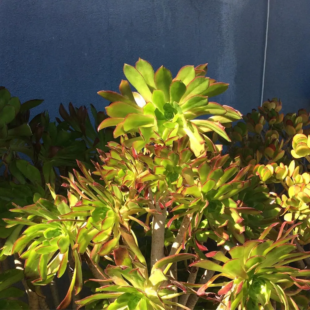Parasol Aeonium (Aeonium Arboreum) — place this succulent in rock gardens; the Parasol Aeonium prefers well-drained soil and thrives in full to partial sunlight