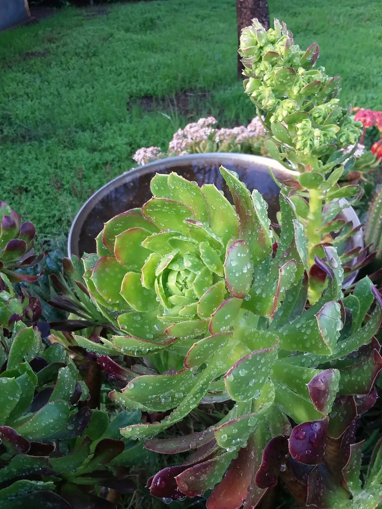 Parasol Aeonium (Aeonium Arboreum) — the Aeonium arboreum offers a low-maintenance and year-round interest; its yellow blooms in late winter to, image 77
