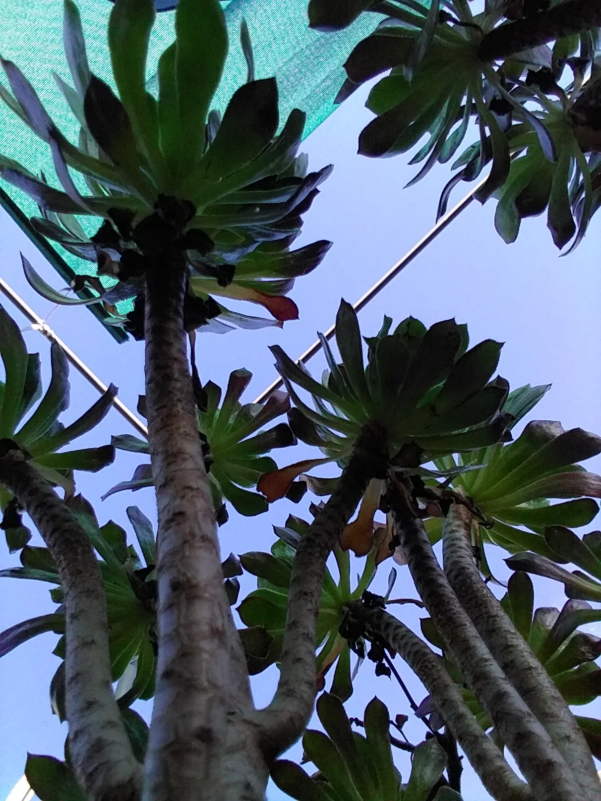 Parasol Aeonium (Aeonium Arboreum) — The leaves boast a deep green color; occasionally tinged with bronze or red edges