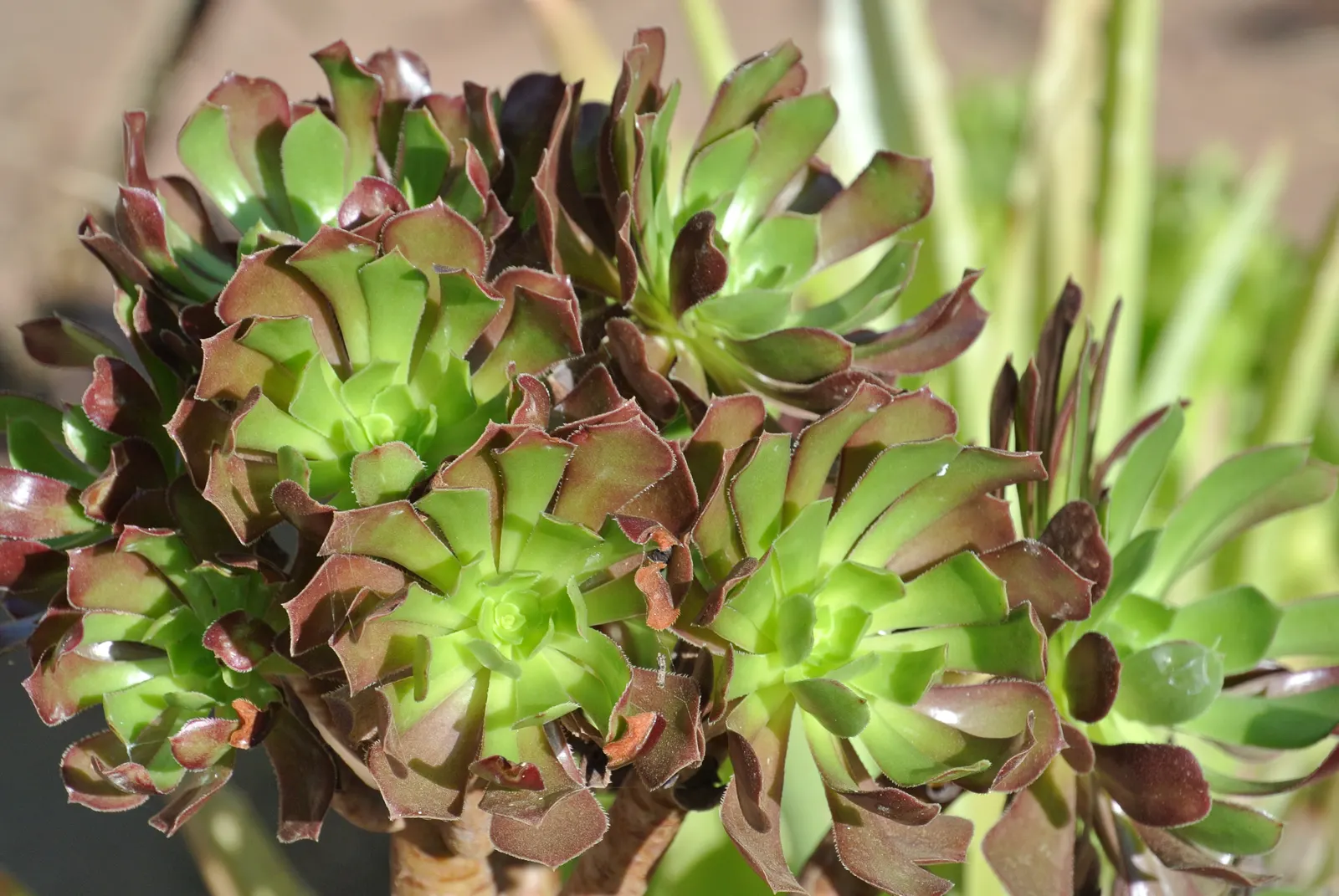 Parasol Aeonium (Aeonium Arboreum) — which makes it an ideal choice for water-wise landscaping or xeriscaping; just be wary of heavy frost, as this, image 76