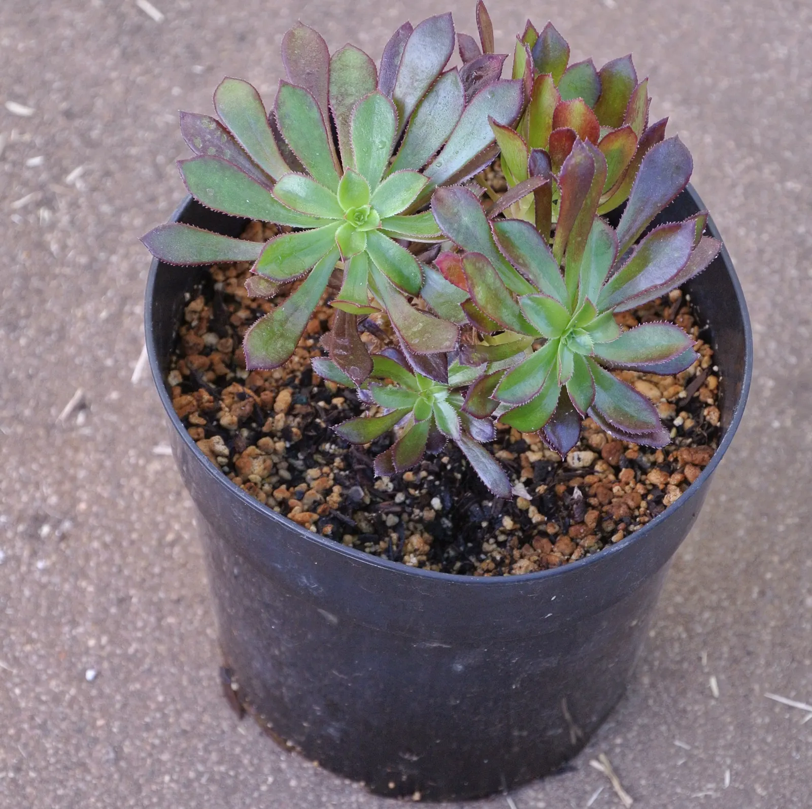 Parasol Aeonium (Aeonium Arboreum) — succulent for full or half or shade; just be wary of heavy frost, as this plant is sensitive to extreme cold, image 84