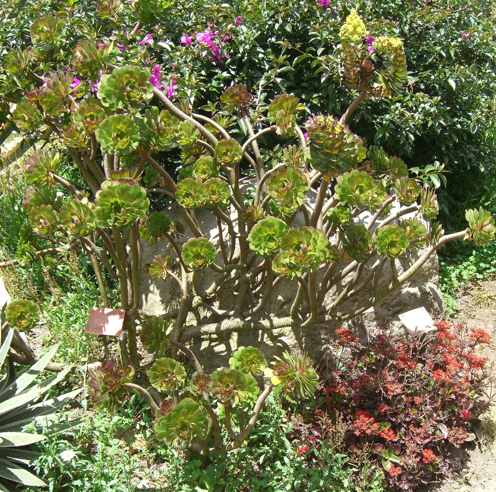 Parasol Aeonium (Aeonium Arboreum) — Its yellow blooms in late winter to spring offer a vibrant contrast against its dark foliage; just be wary of heavy frost