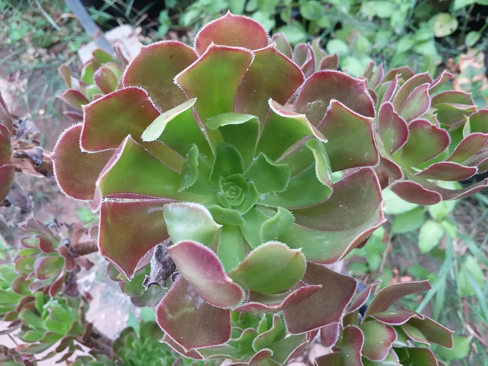 Parasol Aeonium (Aeonium Arboreum) — the Aeonium arboreum produces pyramidal clusters of bright yellow flowers that rise above the foliage