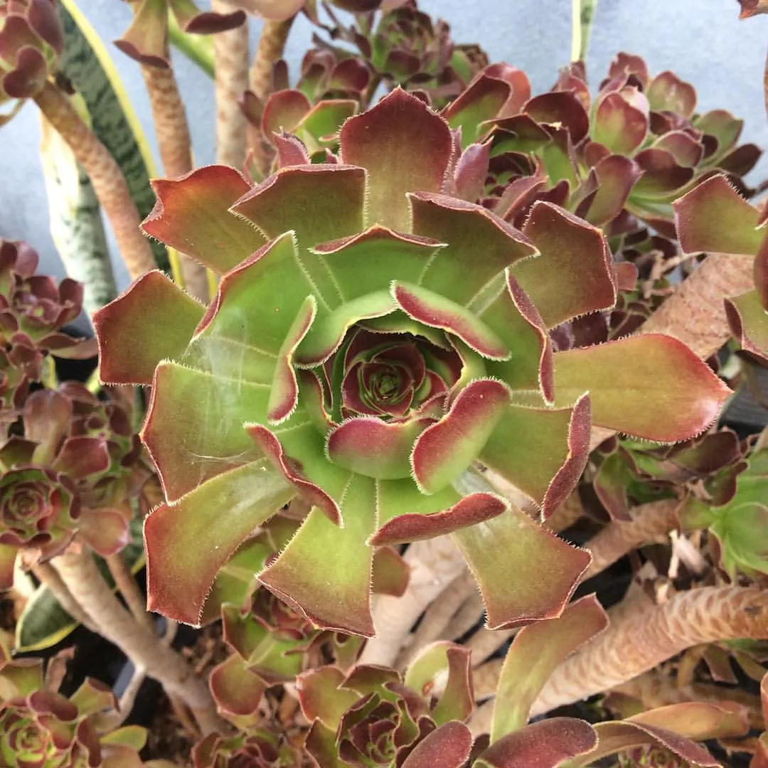 Parasol Aeonium (Aeonium Arboreum) — It's drought-tolerant once established; the Parasol Aeonium prefers well-drained soil and thrives in full to partial