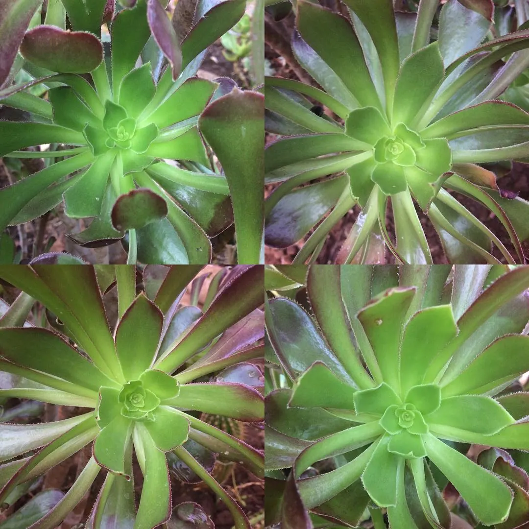 Parasol Aeonium (Aeonium Arboreum) — succulent for full or half or shade; just be wary of heavy frost, as this plant is sensitive to extreme cold