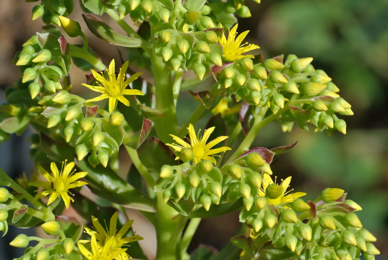Parasol Aeonium (Aeonium Arboreum) — Growing to an average height of 3 to 4 feet with a similar spread; the Parasol Aeonium prefers well-drained soil and