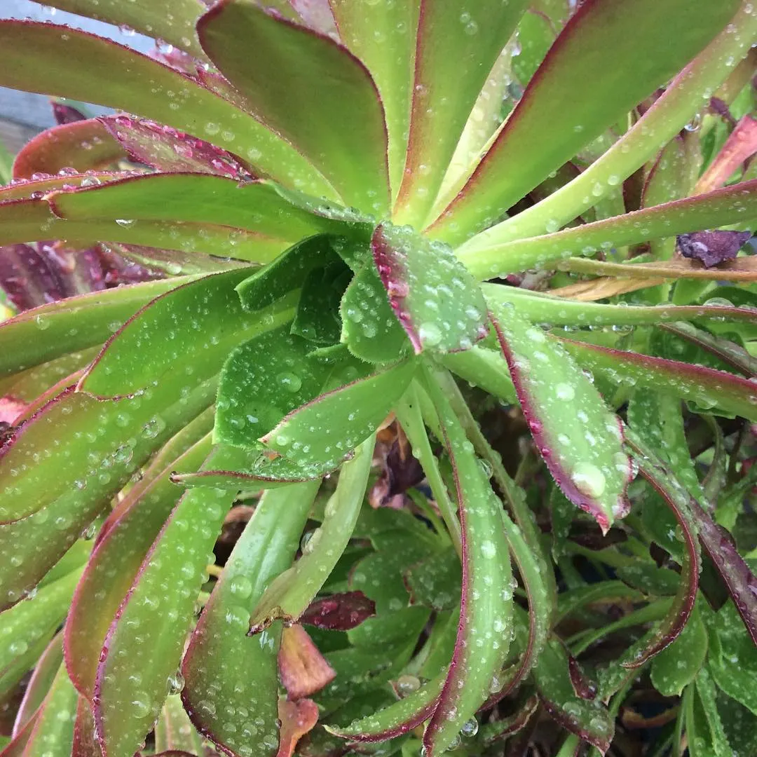 Parasol Aeonium (Aeonium Arboreum) — spoon-shaped leaves that can span up to 8 inches across; its yellow blooms in late winter to spring offer a, image 65