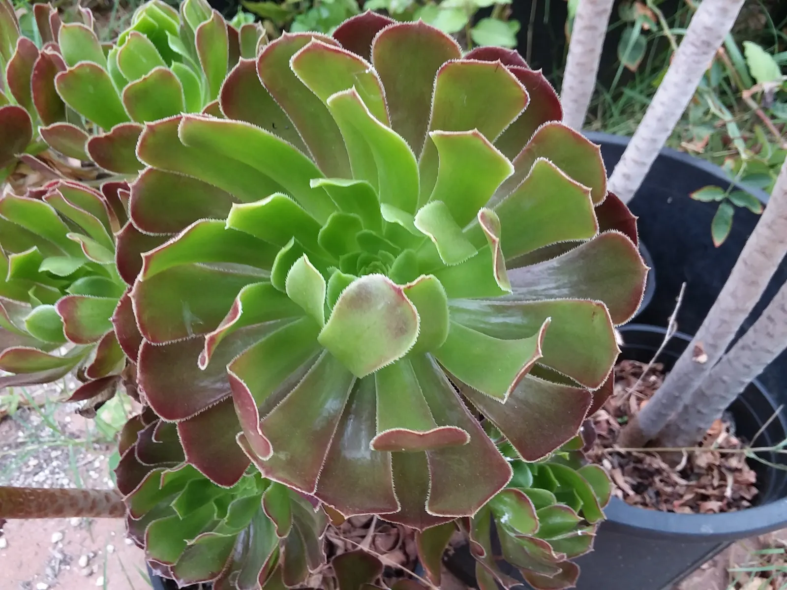 Parasol Aeonium (Aeonium Arboreum) — thus supporting local biodiversity.<br><br>Hardy in USDA zones 9 through 11; its yellow blooms in late winter to spring