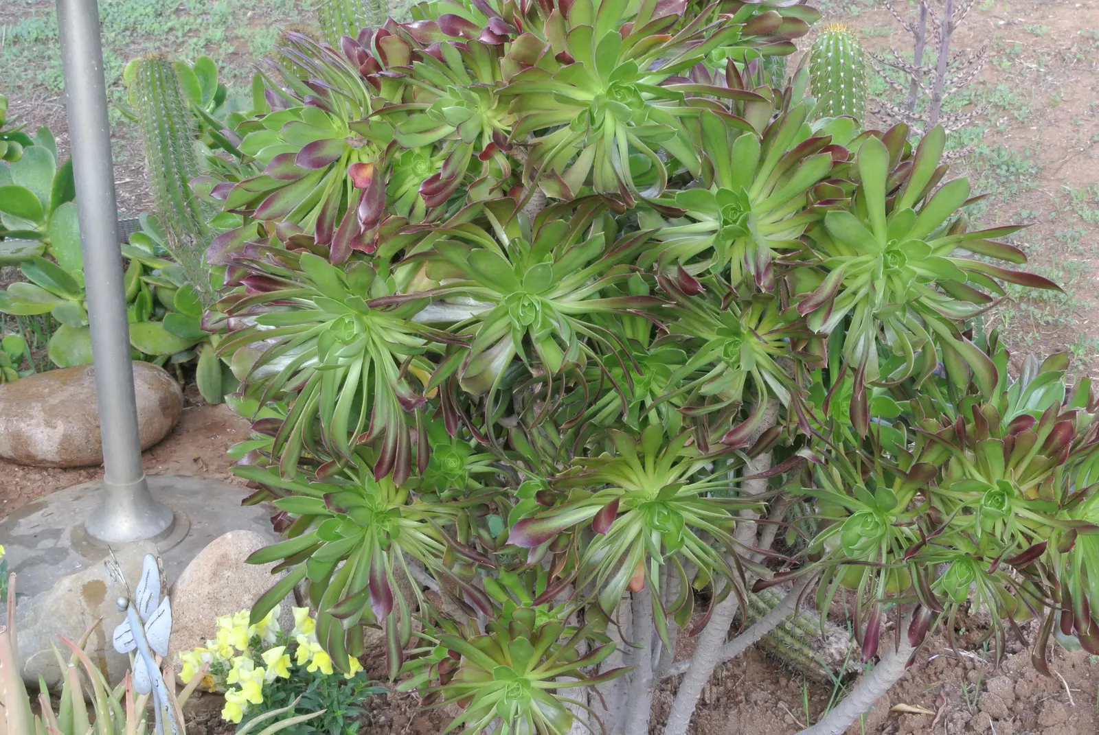 Parasol Aeonium (Aeonium Arboreum) — is a striking succulent that adds a sculptural element to any garden design