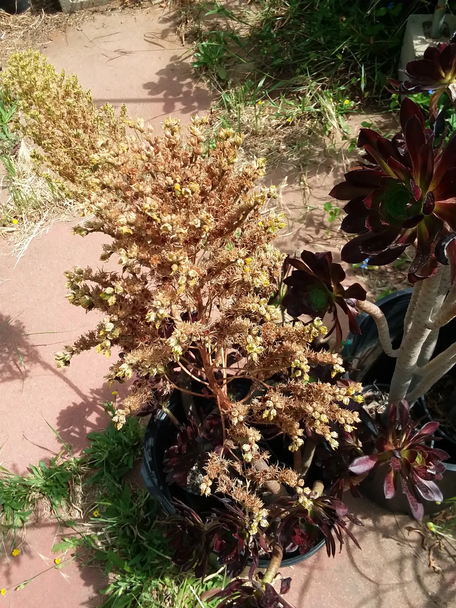 Parasol Aeonium (Aeonium Arboreum) — occasionally tinged with bronze or red edges; the Parasol Aeonium prefers well-drained soil and thrives in, image 67