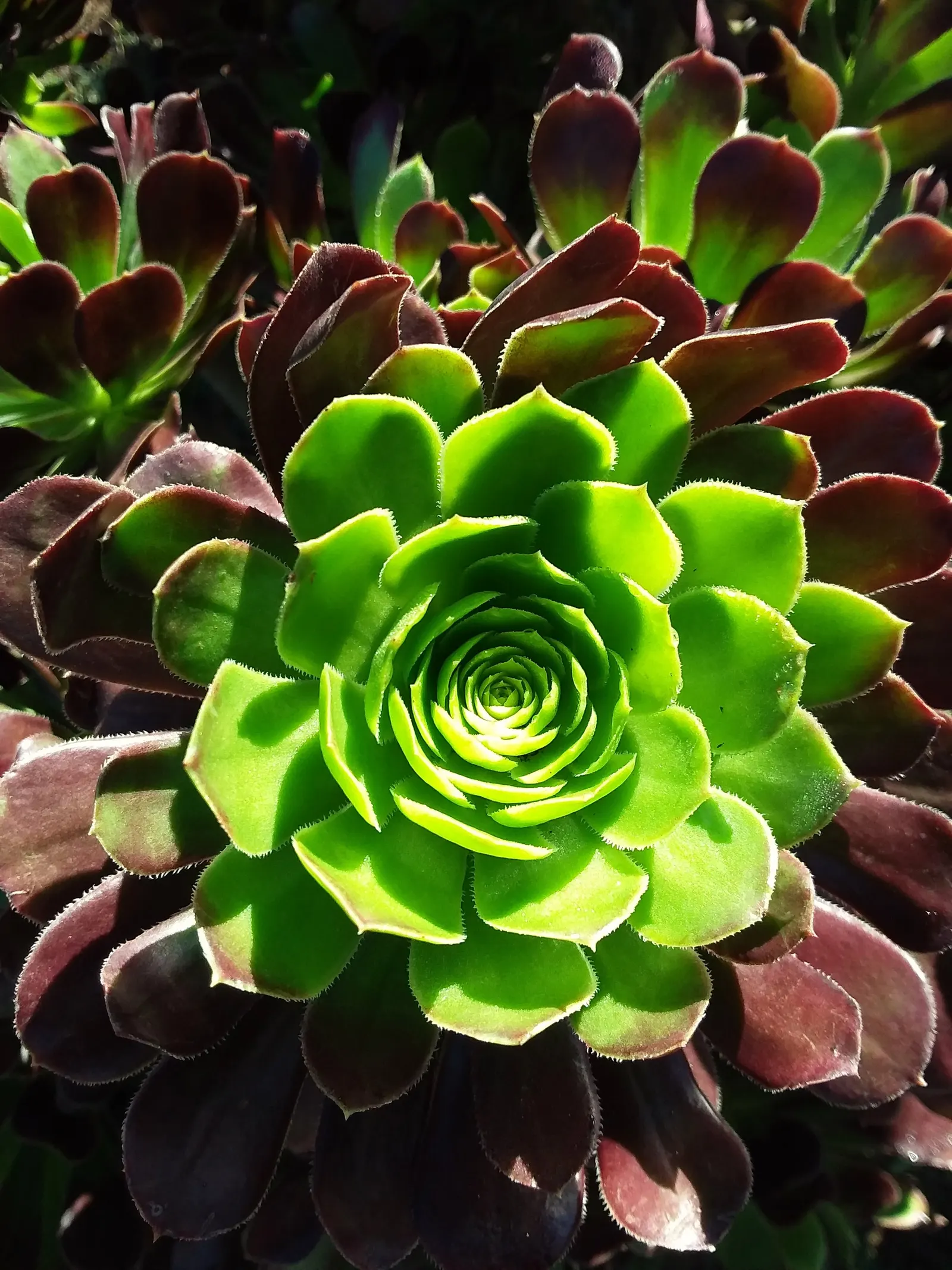 Parasol Aeonium (Aeonium Arboreum) — especially when grown in full sun; just be wary of heavy frost, as this plant is sensitive to extreme cold