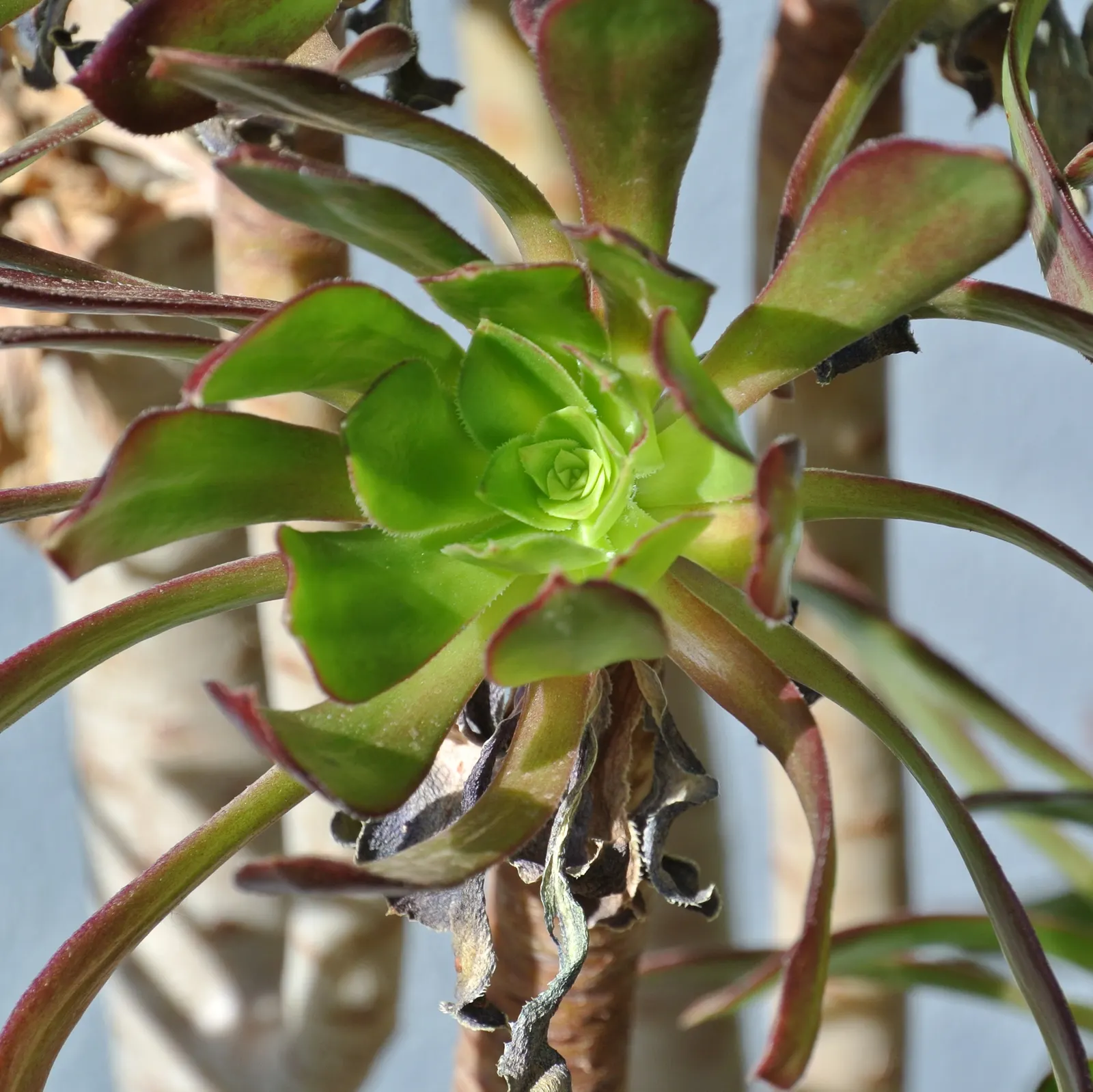 Parasol Aeonium (Aeonium Arboreum) — thus supporting local biodiversity.<br><br>Hardy in USDA zones 9 through 11