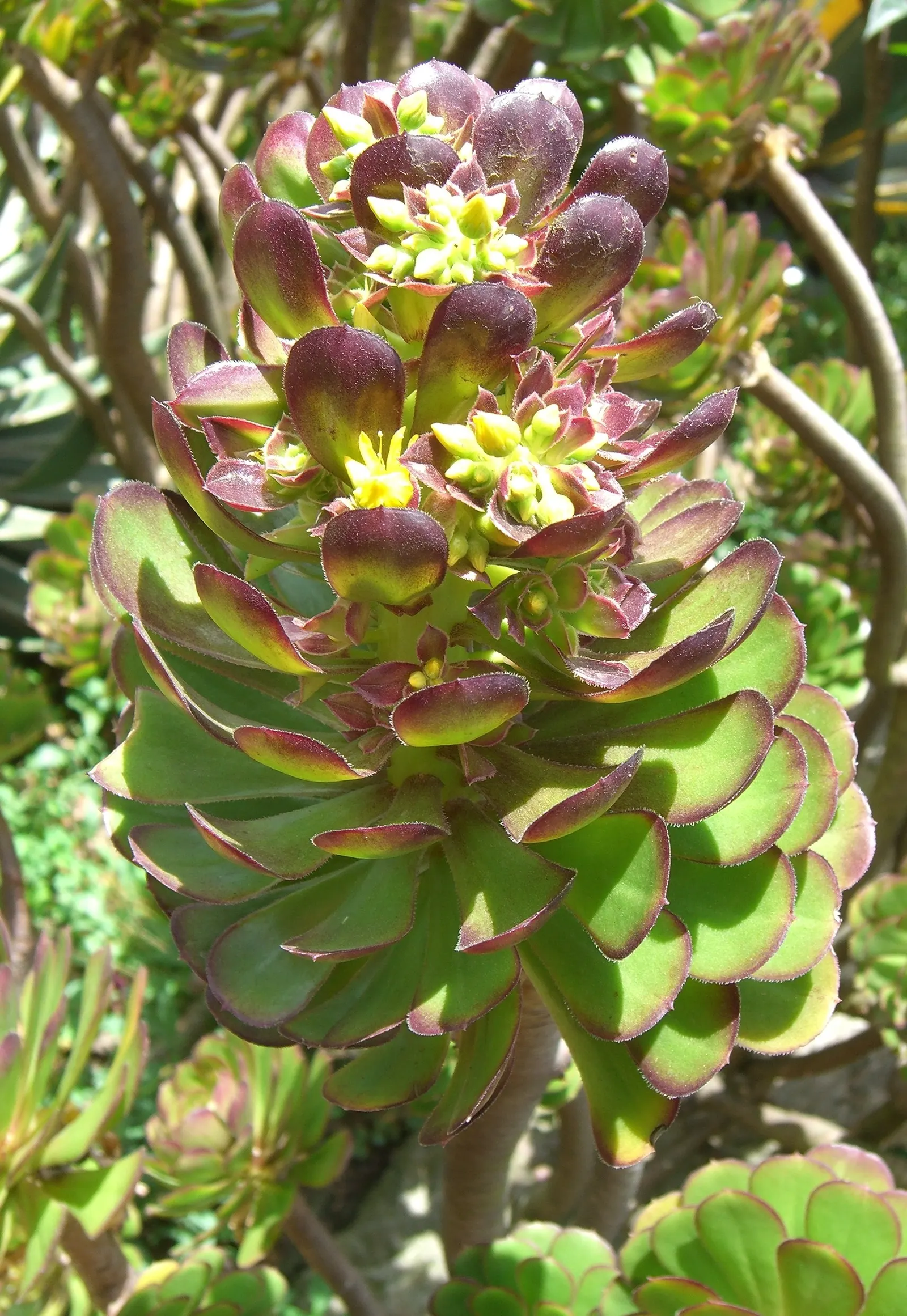 Parasol Aeonium (Aeonium Arboreum) — occasionally tinged with bronze or red edges; the Parasol Aeonium prefers well-drained soil and thrives in full to partial