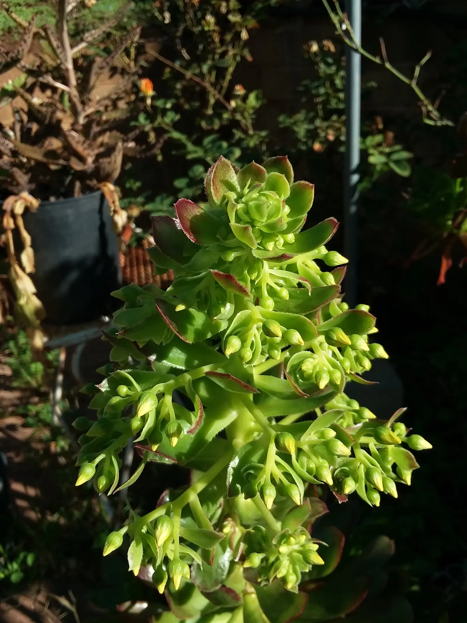 Parasol Aeonium (Aeonium Arboreum) — or in mixed succulent beds to provide both height and distinctive form; just be wary of heavy frost, as this, image 80