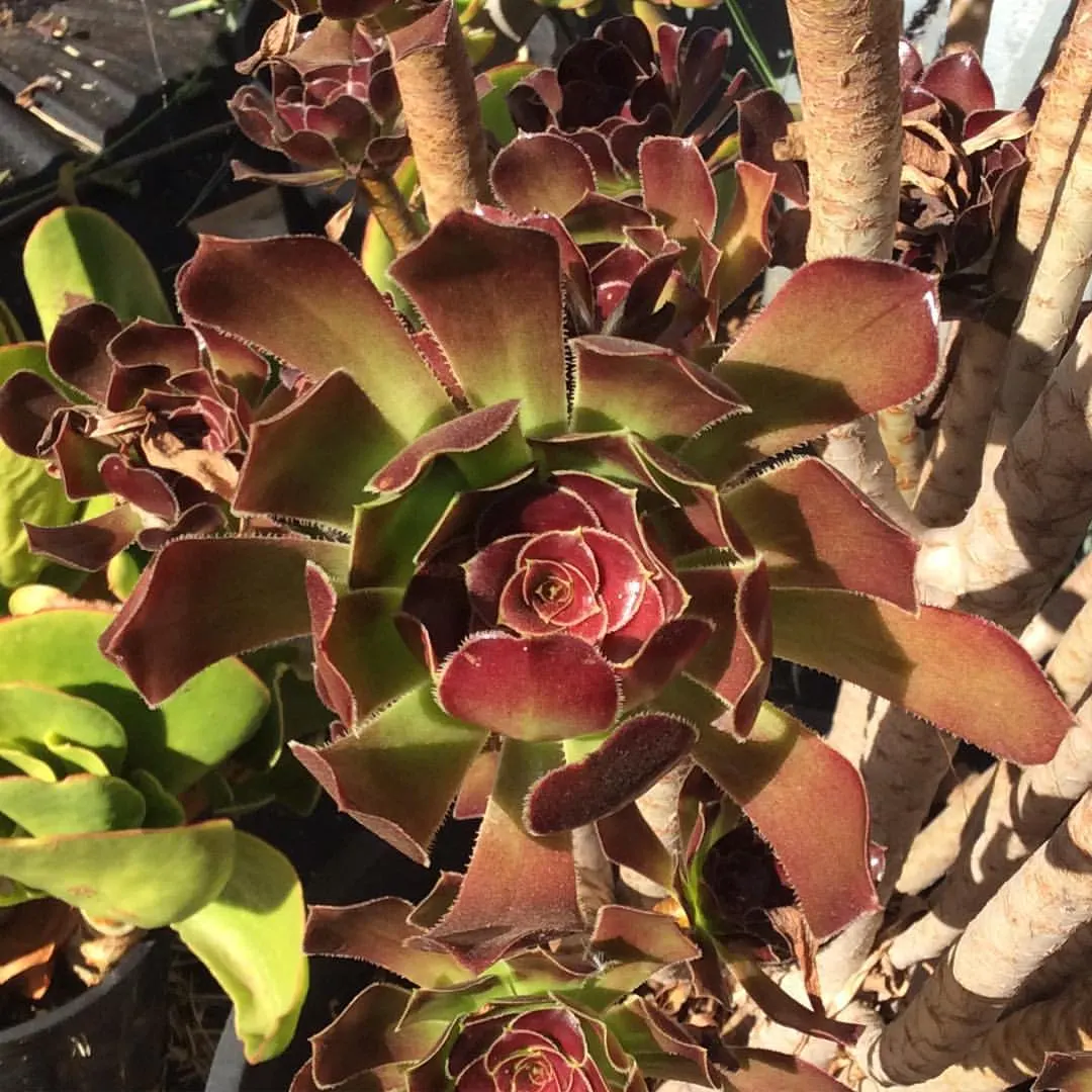 Parasol Aeonium (Aeonium Arboreum) — giving it a regal presence amongst other garden flora.<br><br>During the late winter to spring; its yellow, image 69