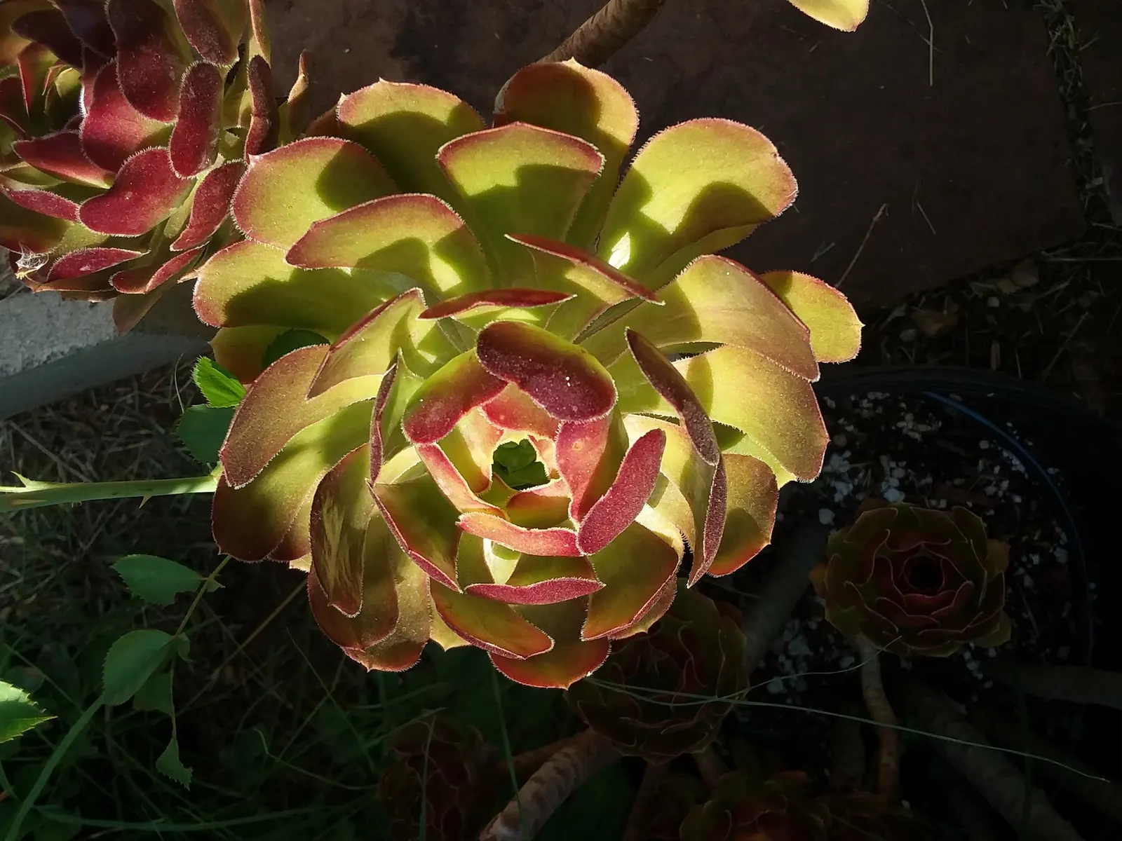 Parasol Aeonium (Aeonium Arboreum) — succulent with yellow blooms; the Parasol Aeonium prefers well-drained soil and thrives in full to partial sunlight