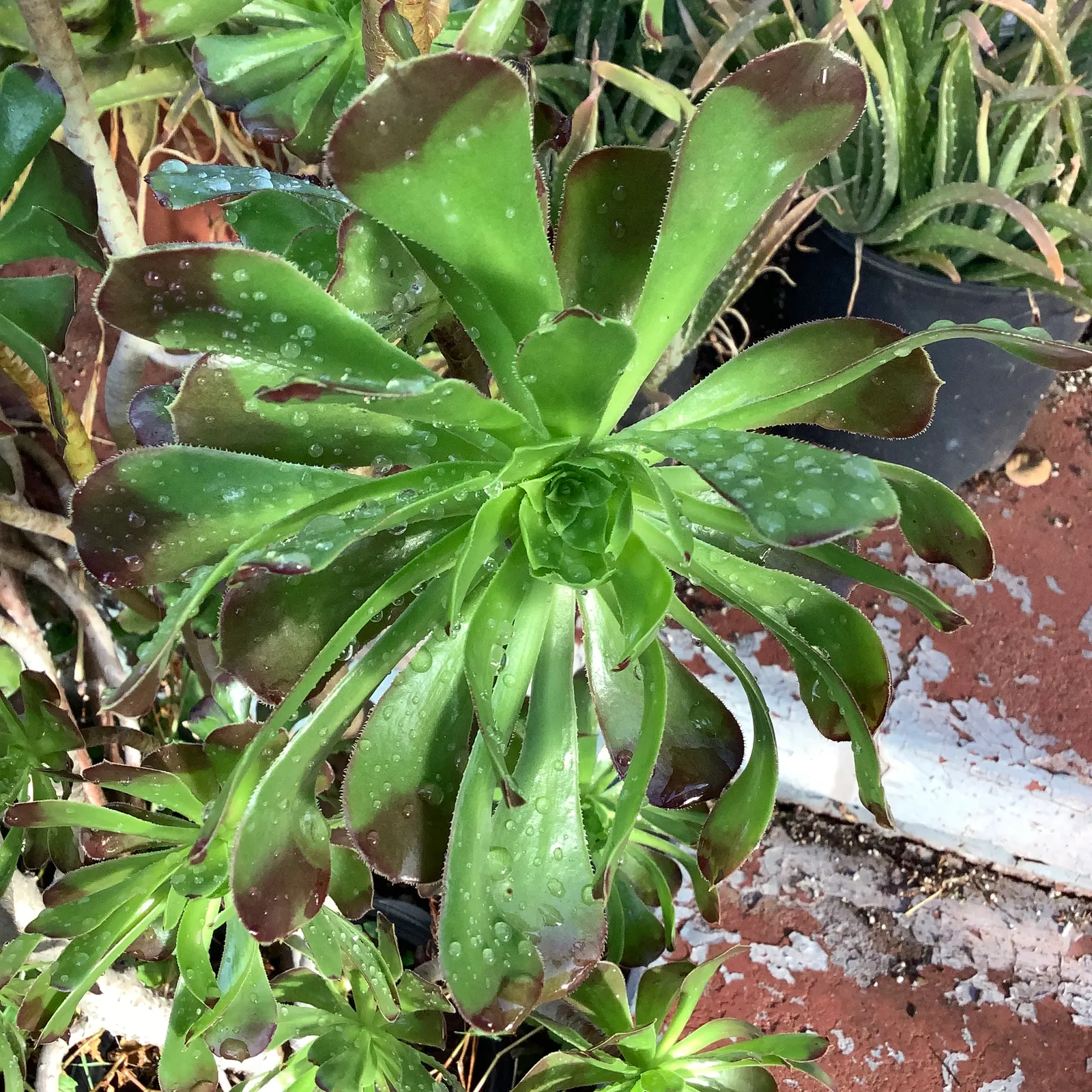 Parasol Aeonium (Aeonium Arboreum) — the Parasol Aeonium prefers well-drained soil and thrives in full to partial sunlight